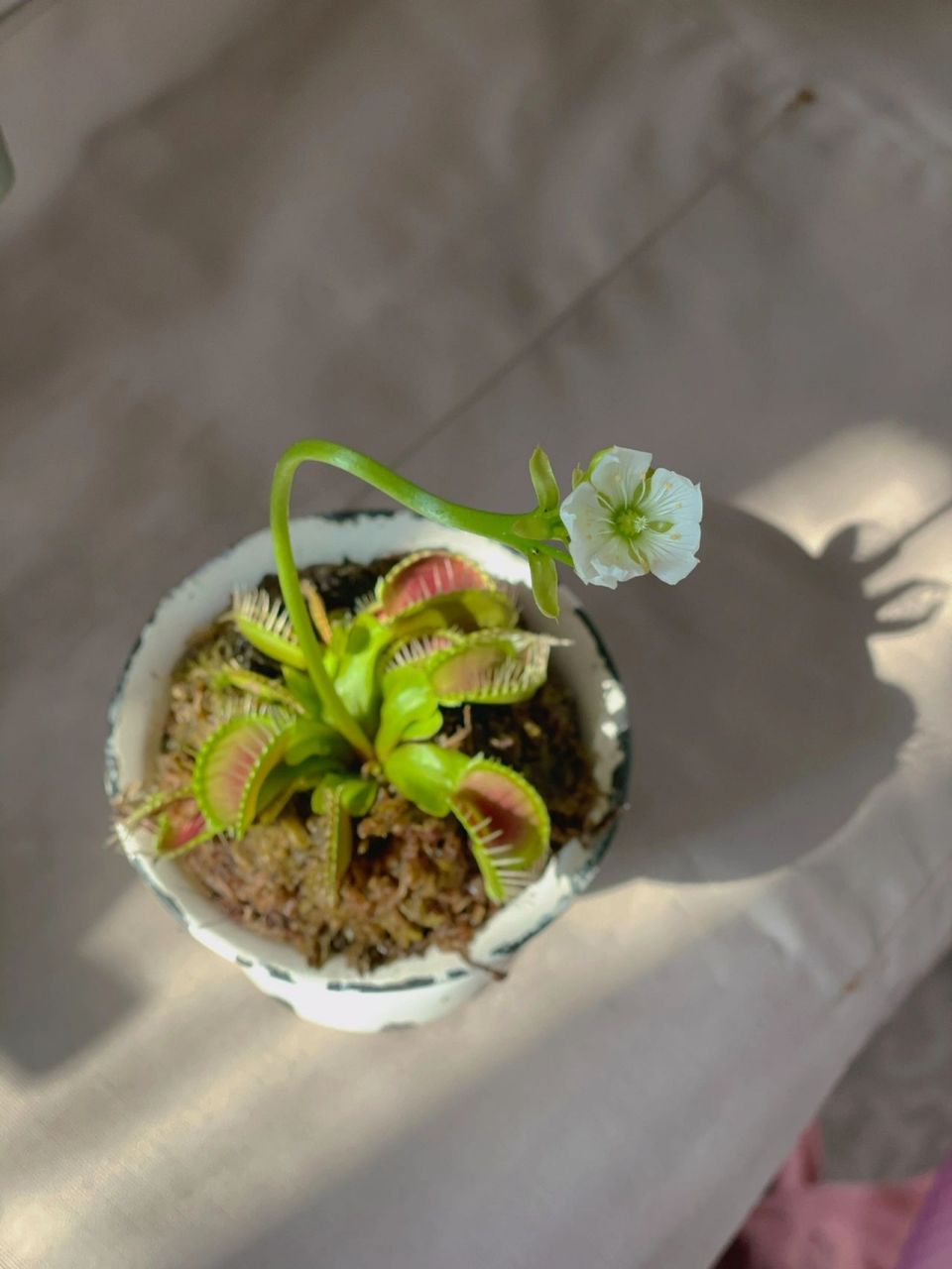 捕蝇草的花 在花卉市场上第一次看到开花的捕蝇草 原来捕蝇草开花是