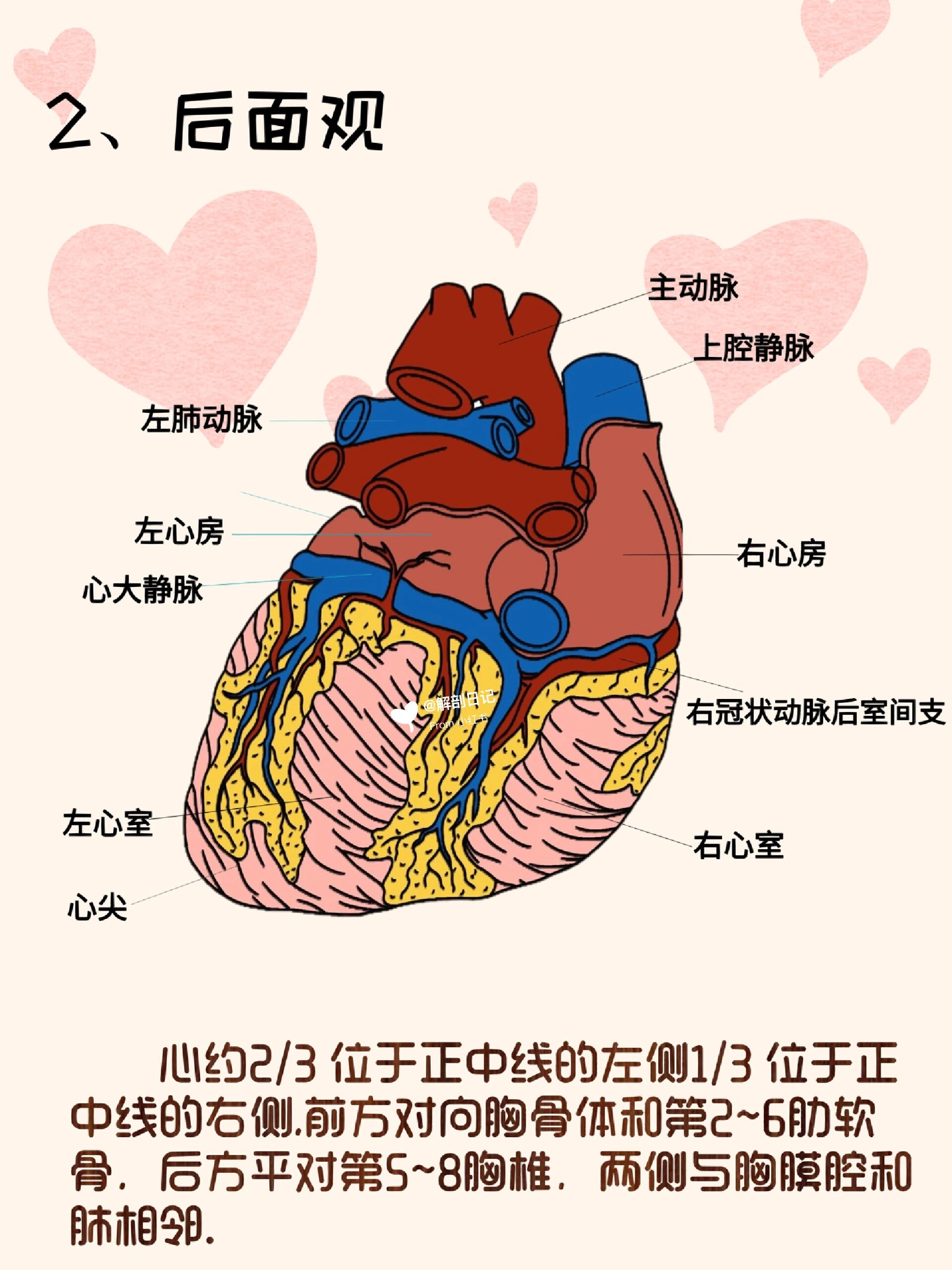 器官解剖之心脏 简介 心是一个中空的肌性纤维性器官