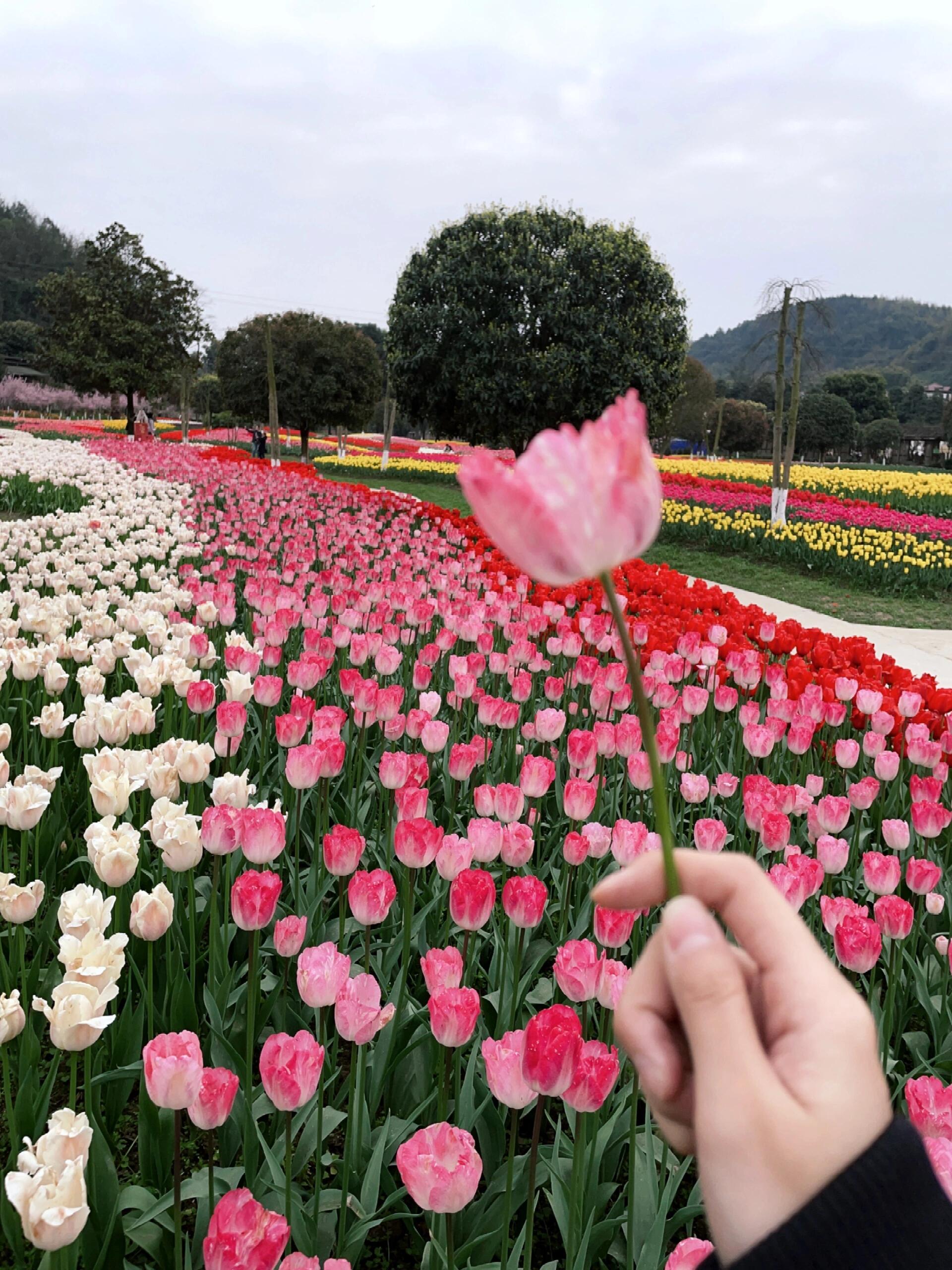 太寺垭森林公园的郁金香🌷替你们看了