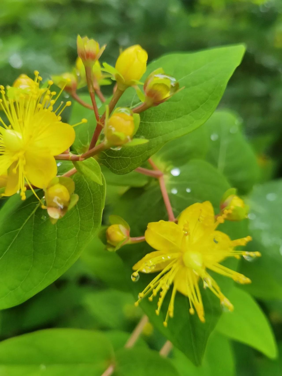 随手拍风景  金丝桃开花了!