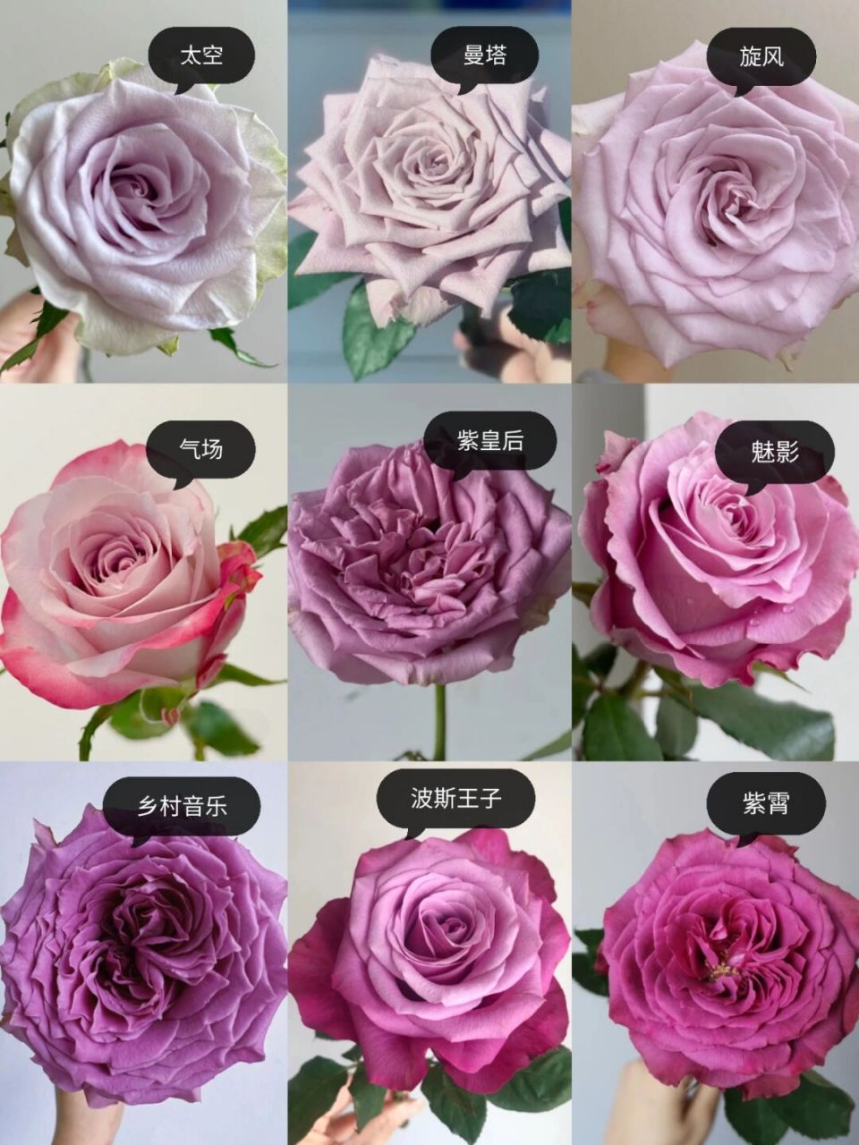 识花系列‖9款紫色系单头玫瑰(之二)    紫皇后 花型端庄繁复,花杆短