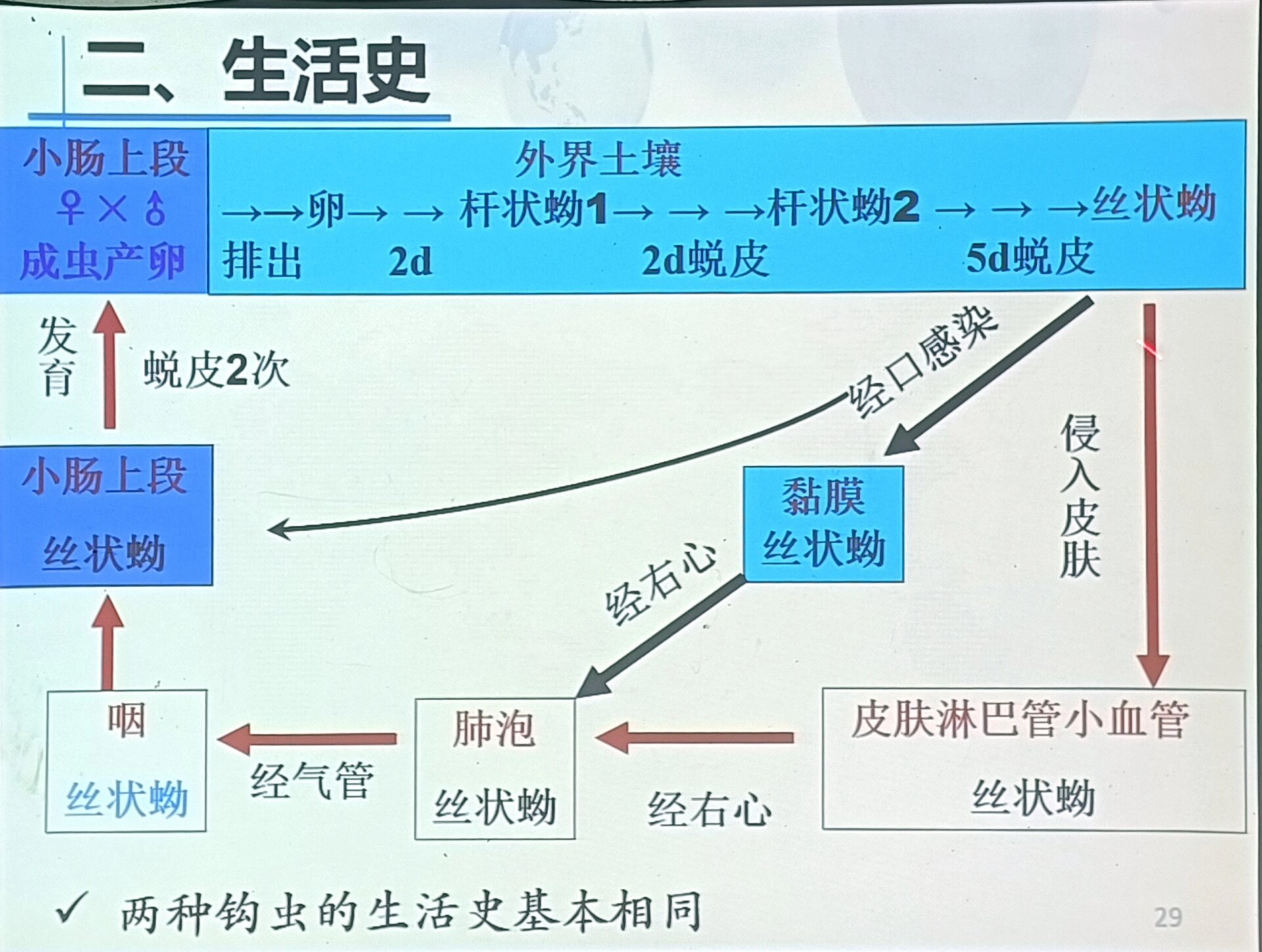 蛲虫生活史循环图图片