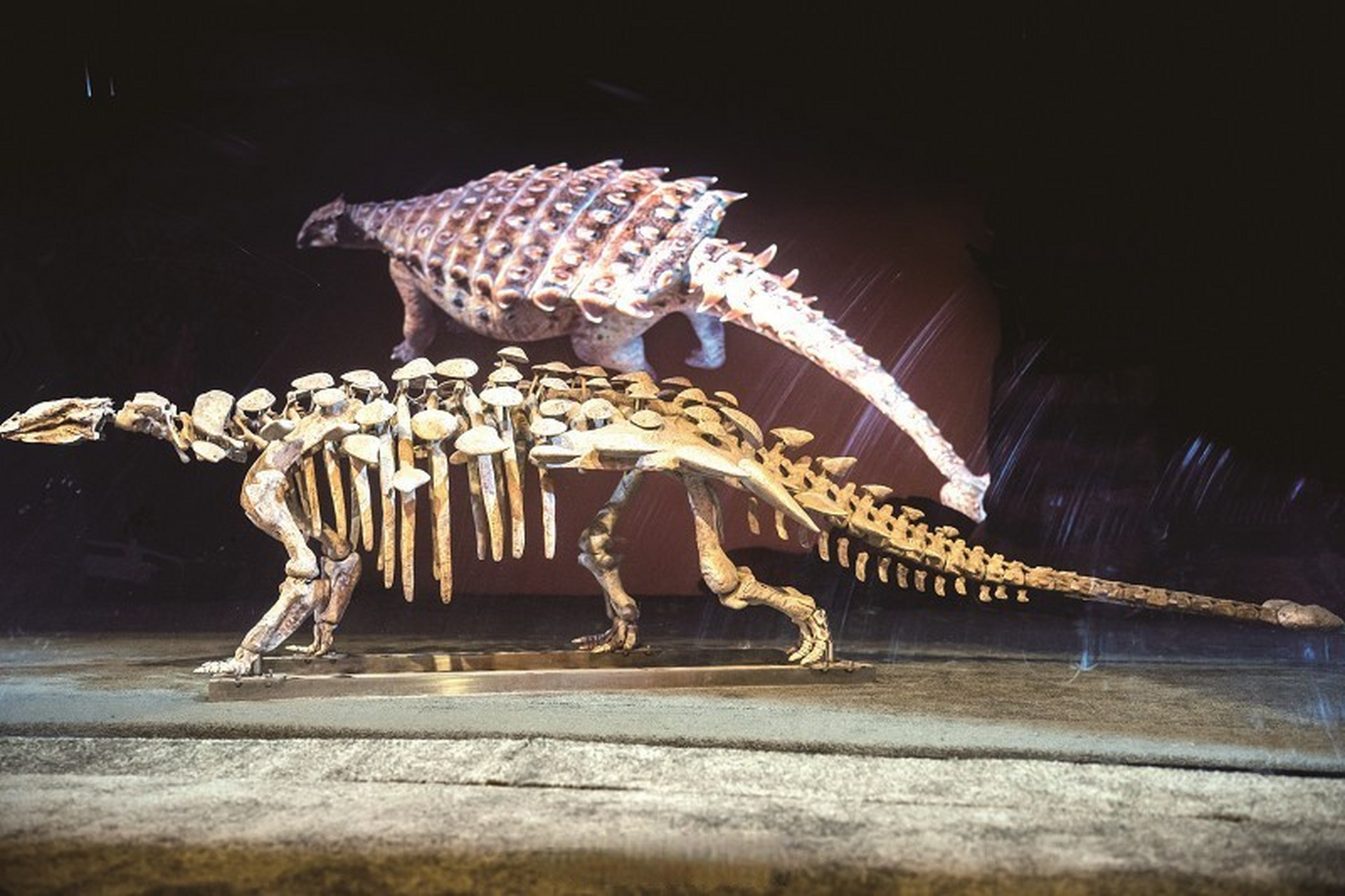 【甲辰龙年中国"首龙"在厦门首发】 昨日,全球首度发现的甲龙亚科新