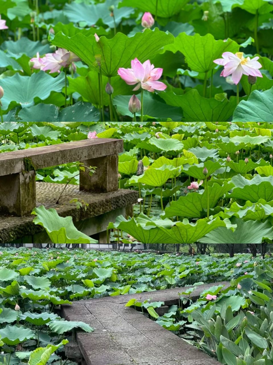 6月来杭州,一定要去的赏荷地95 又到了荷花盛开的季节,属于夏天的