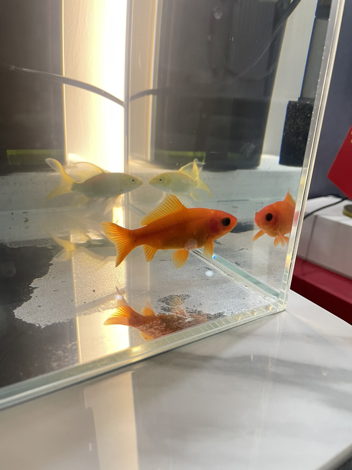 草金?金鱼?锦鲤?