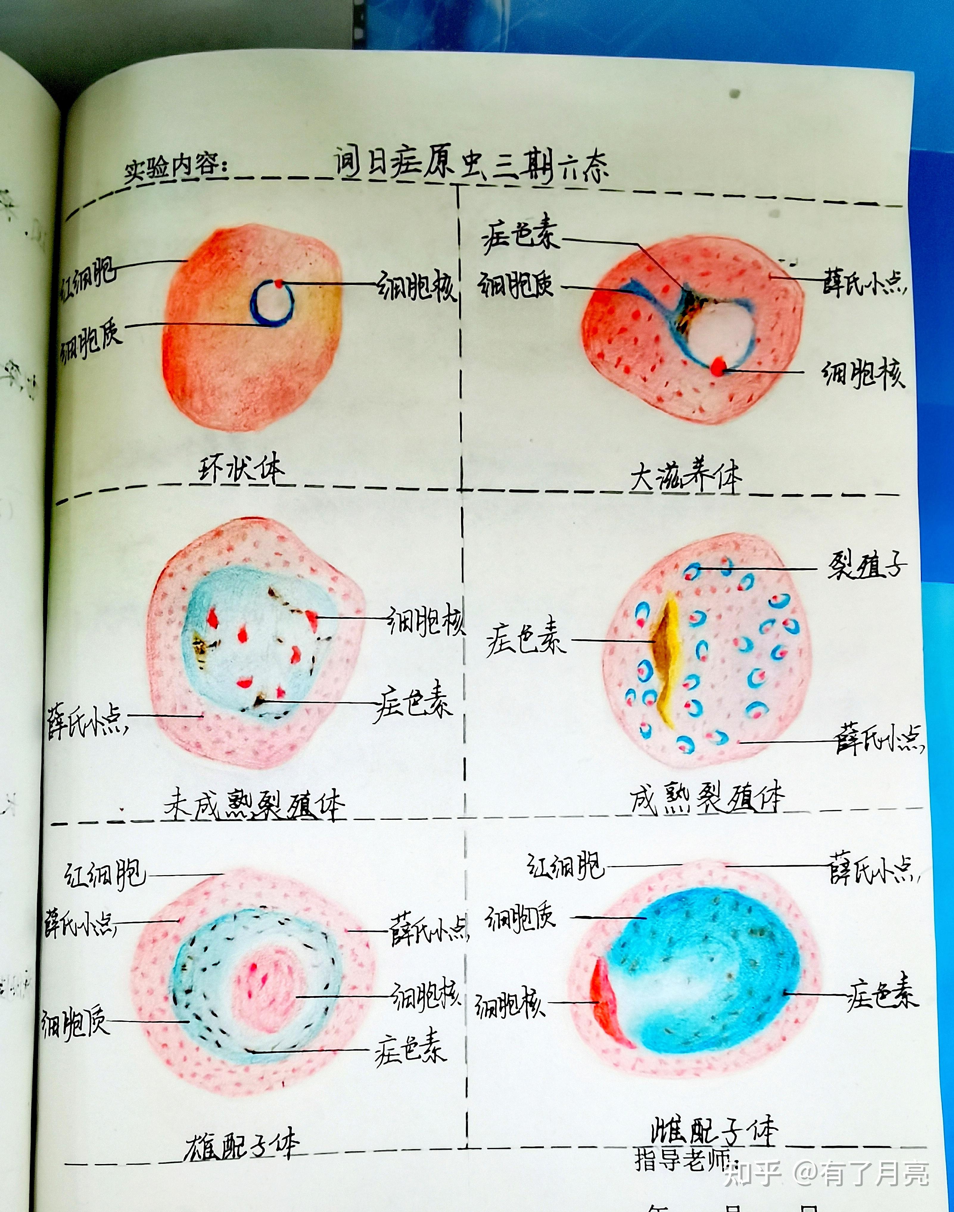 间日虐原虫图片