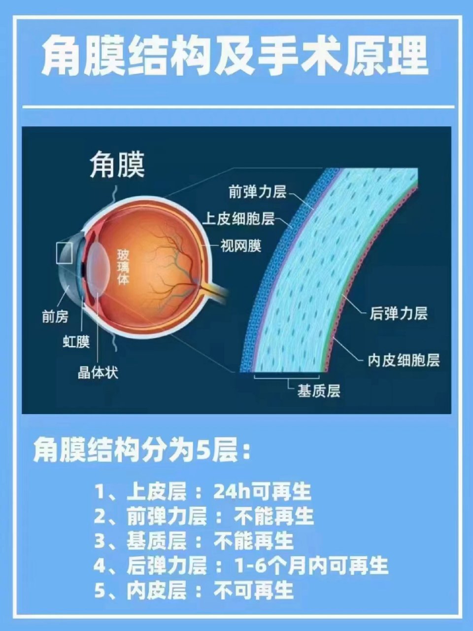 眼角膜的位置图片