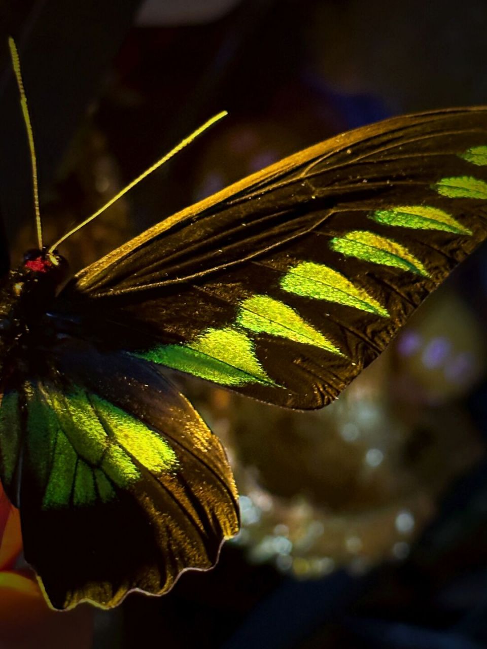 红颈鸟翼凤蝶是一种凤蝶科,红颈凤蝶属动物,学名:trogonoptera
