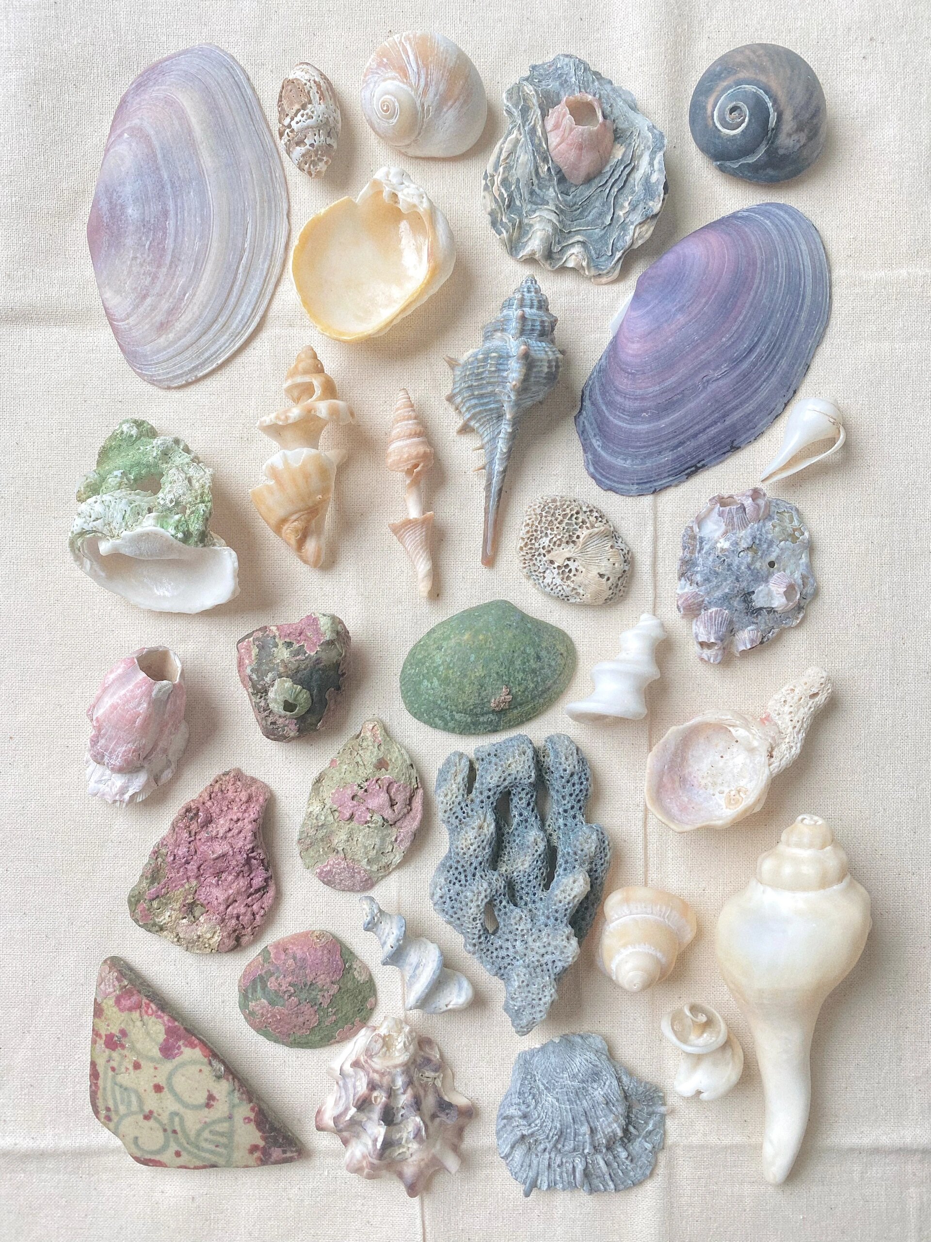海洋,沙滩,贝壳是彩色