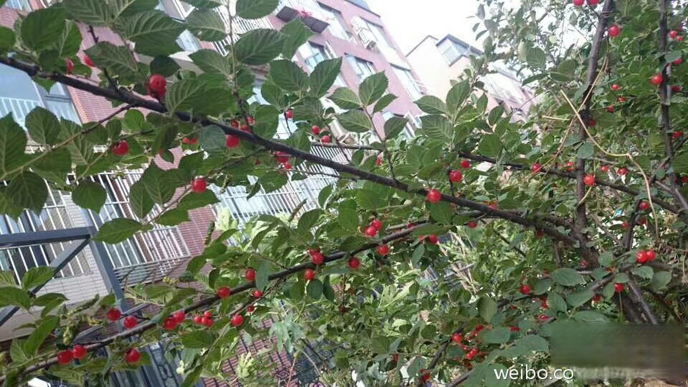 樱桃树苗的价格及图片