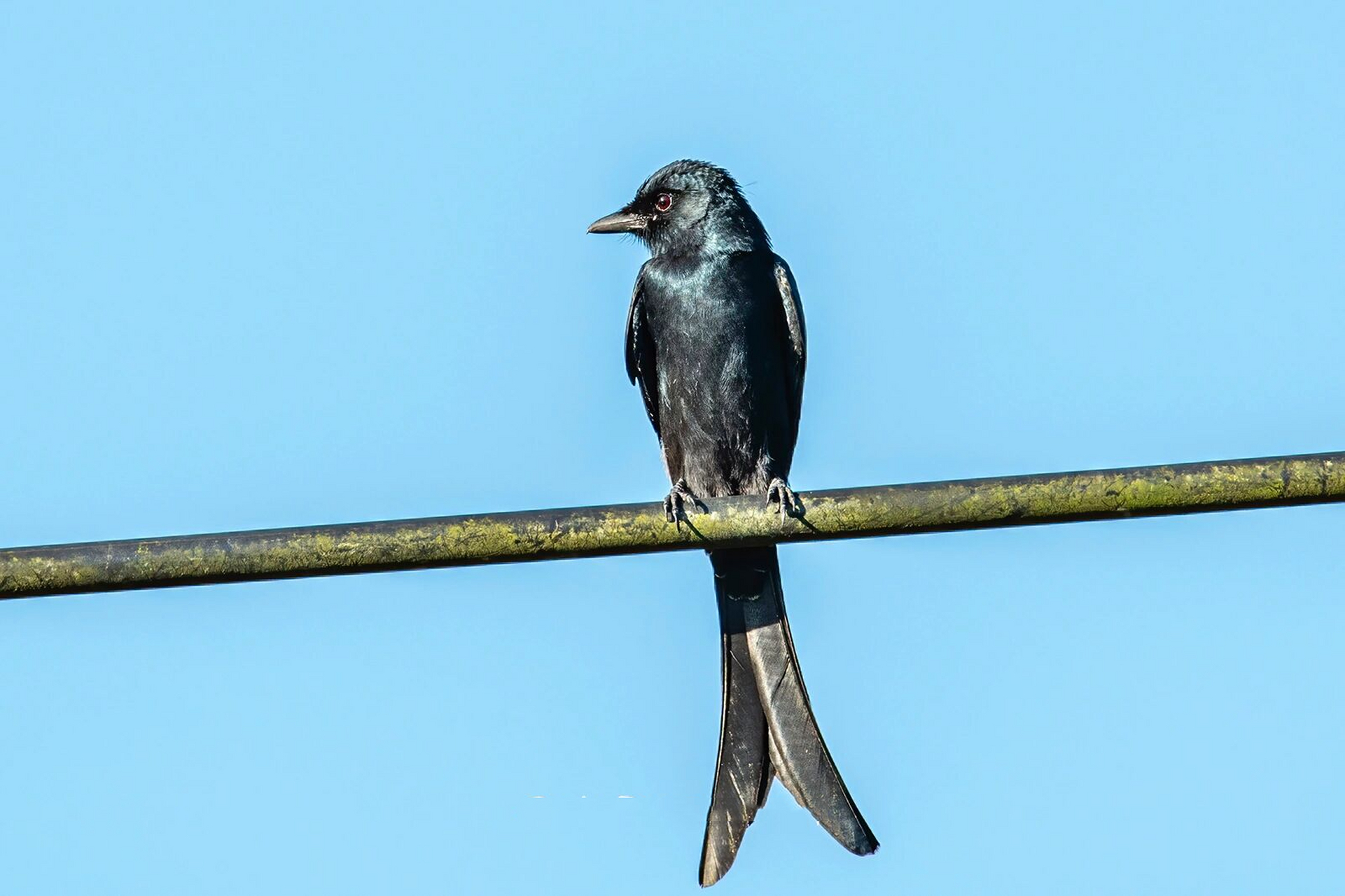 每日一鸟70-酷爱站桩站电线的黑卷尾 black drongo黑卷尾 图片摄于