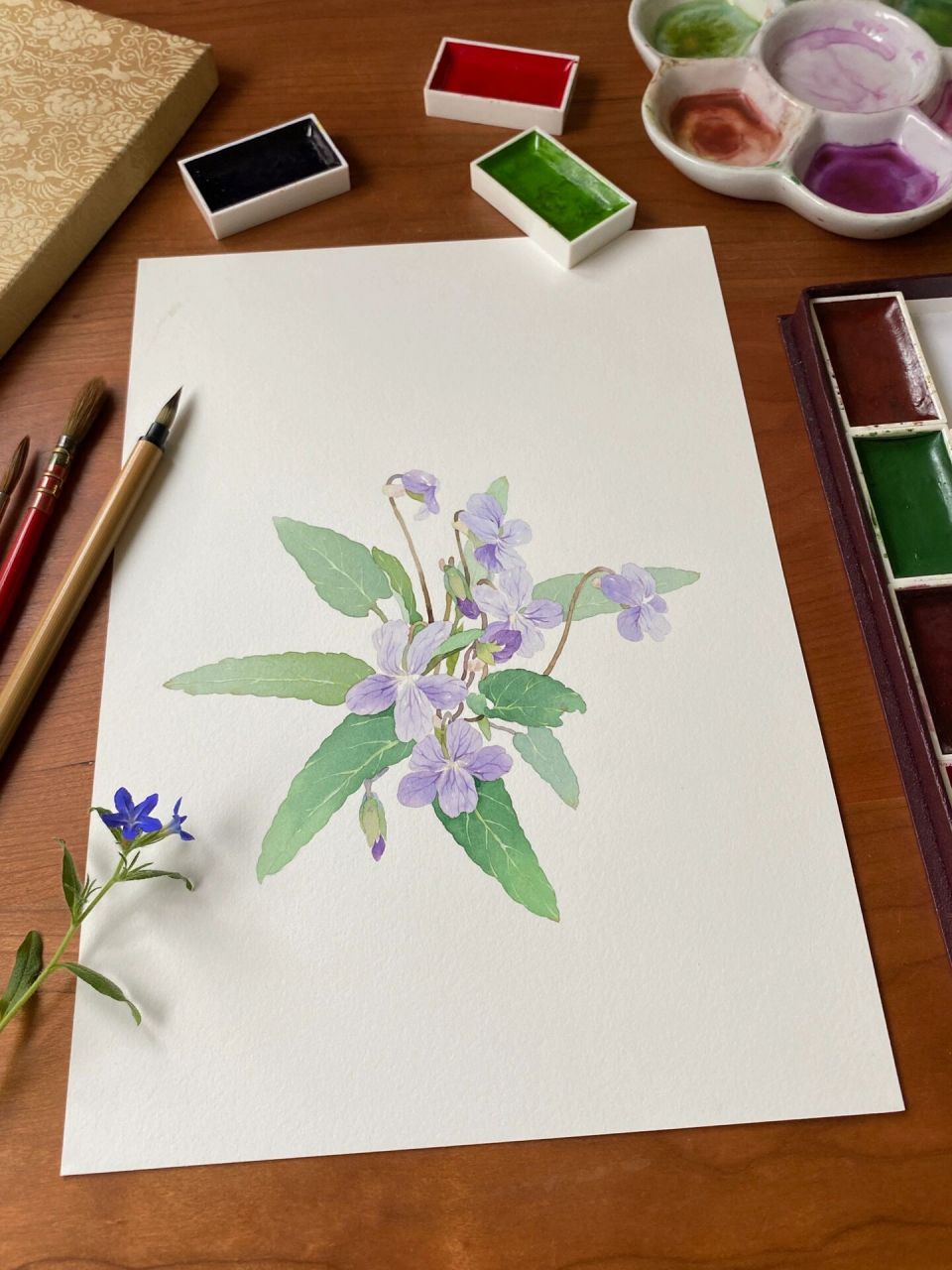 颜彩手绘|春天里的小野花,紫花地丁