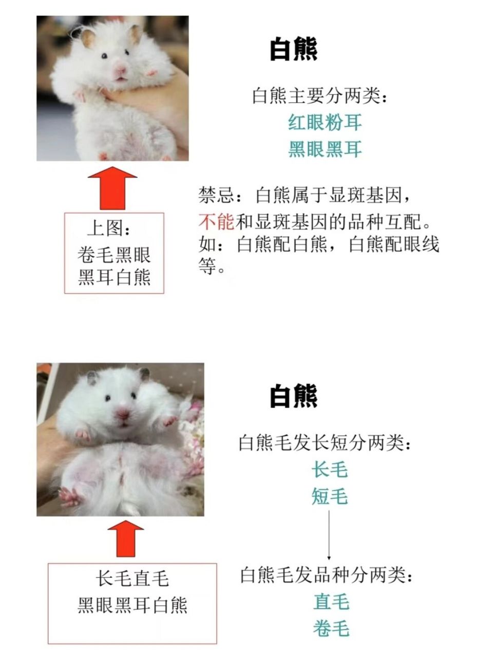 建议收藏. 金丝熊仓鼠白熊品种细分图.建议收藏.