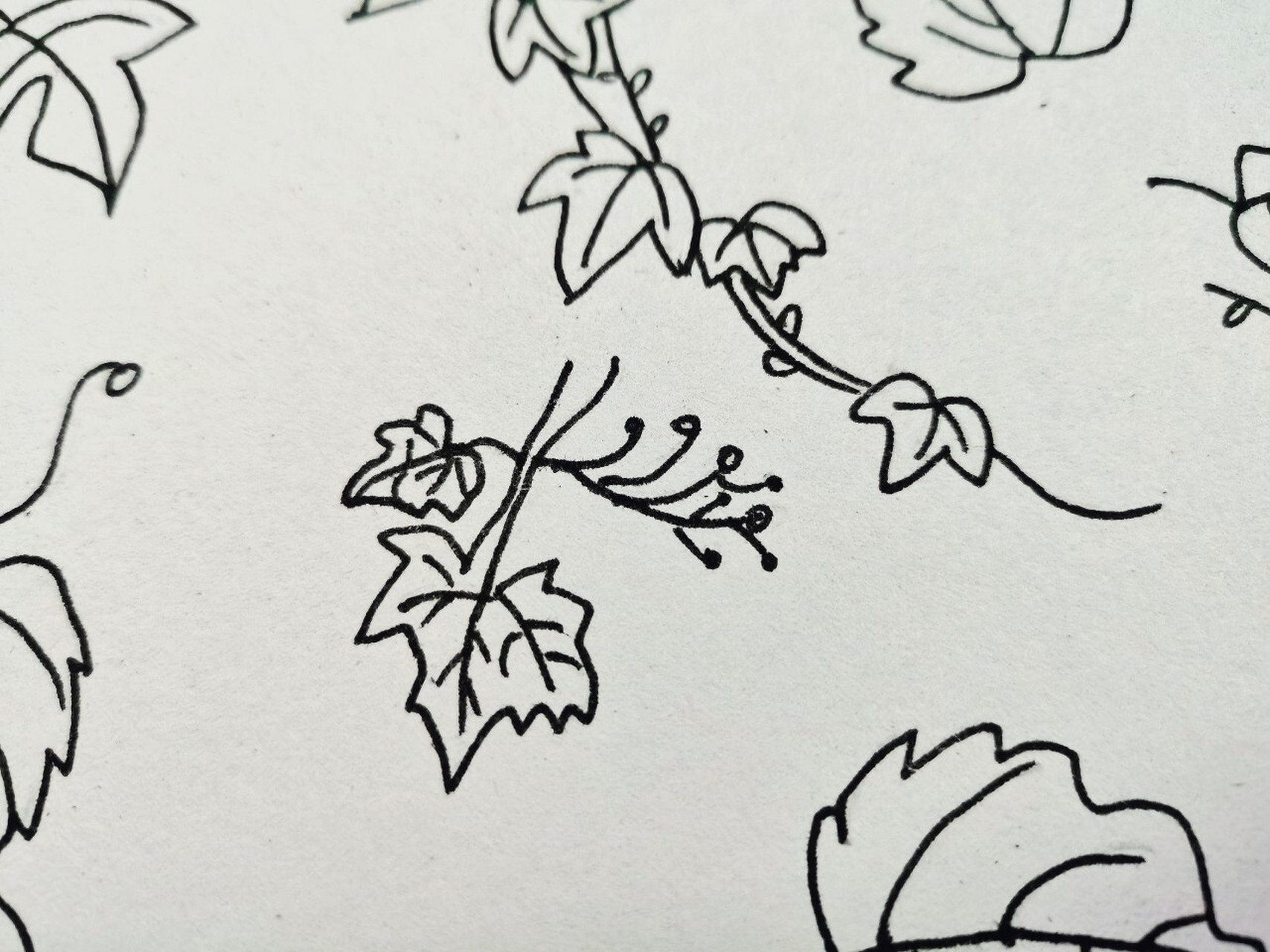 幼师day85---简笔画:爬山虎 爬山虎和常春藤有什么关系嘛