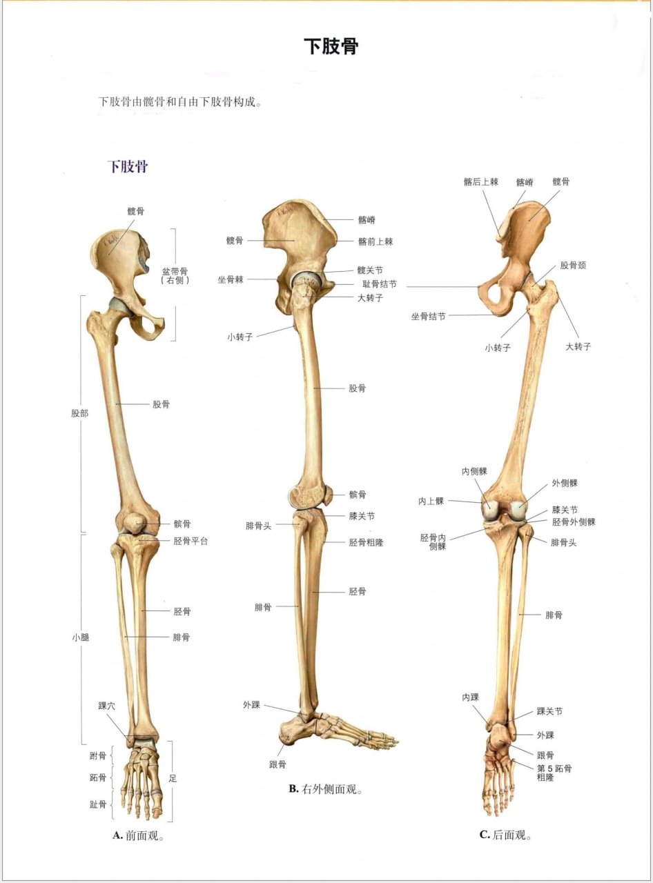 左股骨结构图图片