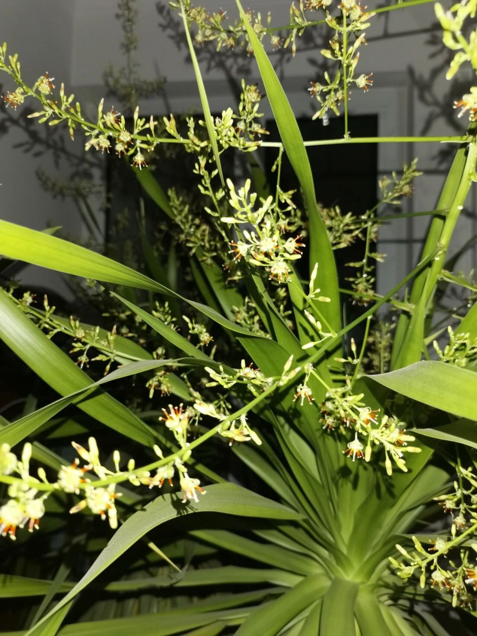 养了几年的龙血树又开花结果了 去年开了两株,还结了好多红色的小果子