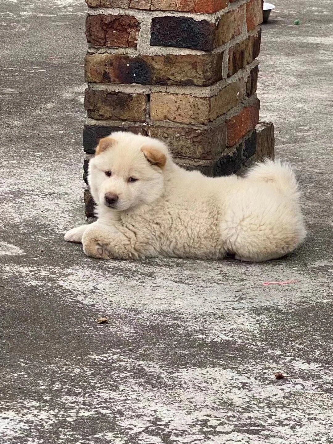 广西土猎白色图片