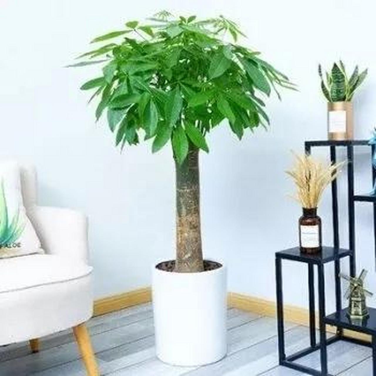 植物的寓意和象征(多肉植物的寓意和象征)