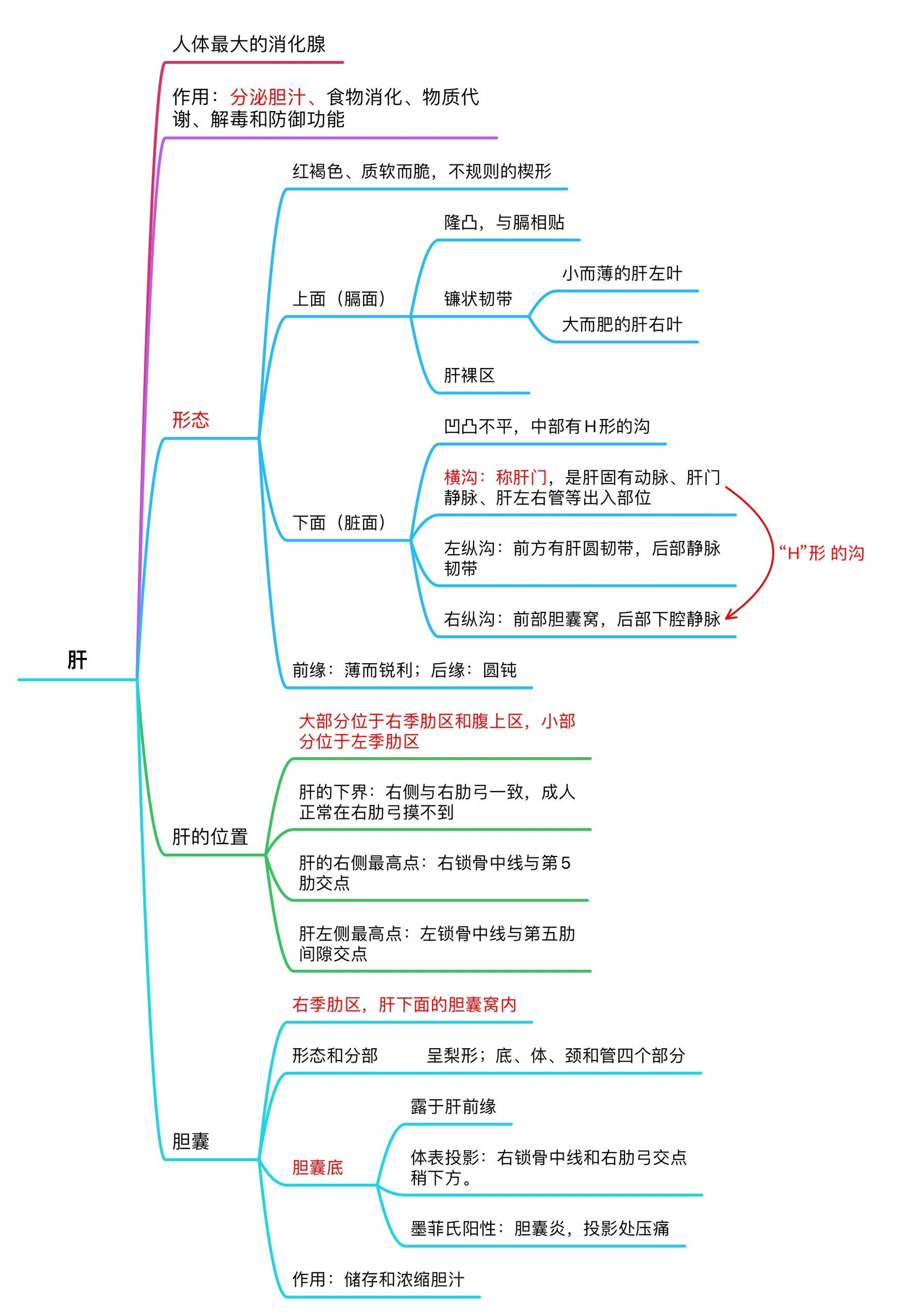 消化腺思维导图高清图片