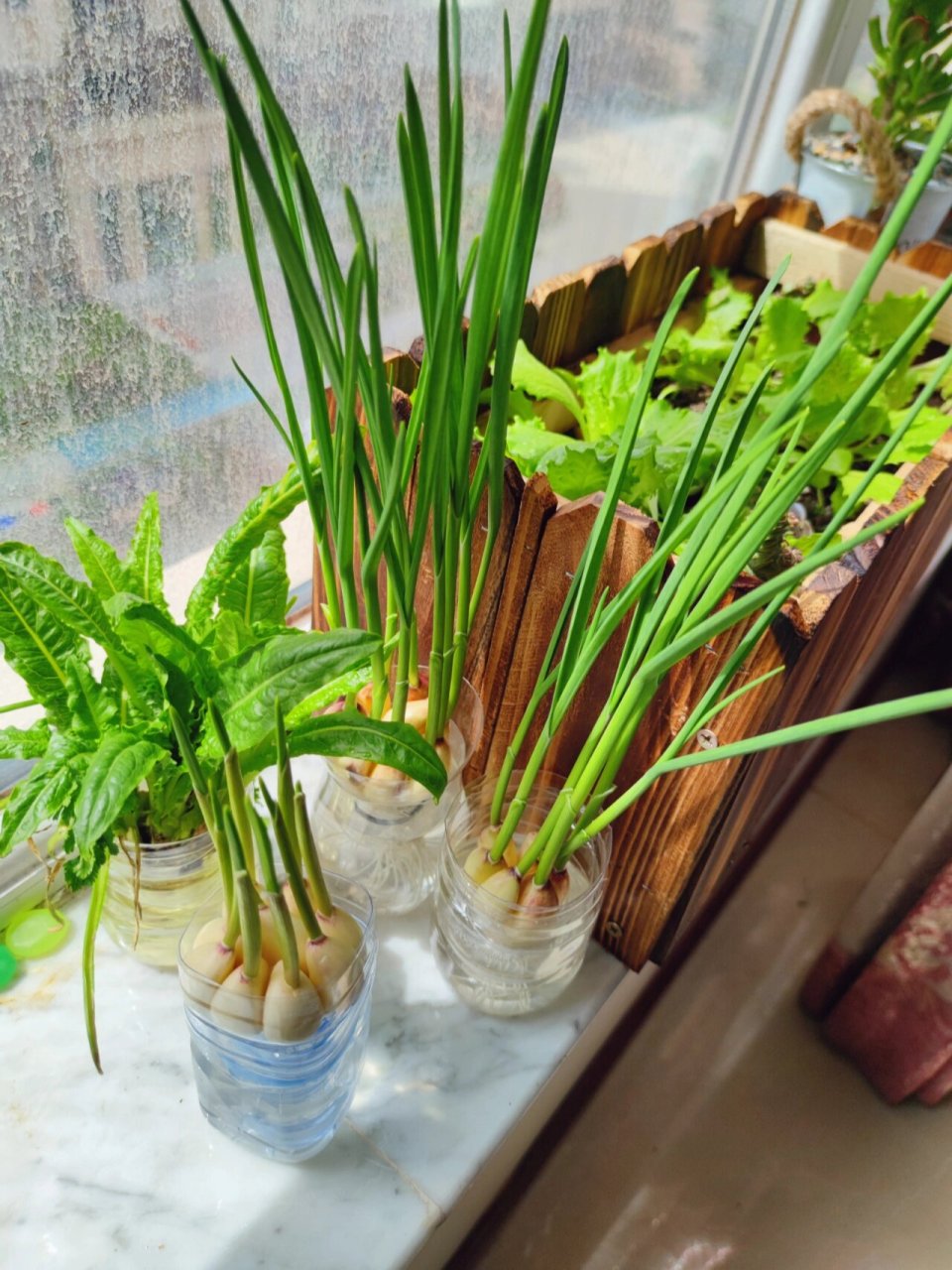 最近疫情期间,尝试在阳台种菜,陆续种了草莓91,奶油生菜,水培蒜苗