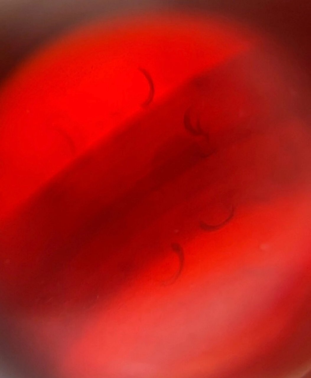 关于烤色南红 玛瑙烤色,放大看表皮会有明显的火劫纹,或如毛细血管,或