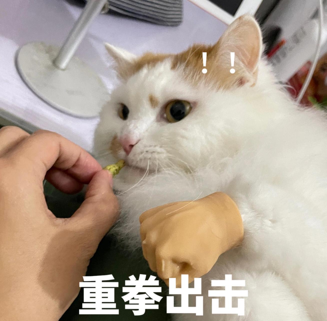 猫咪指人表情包 帅帅的手分开的我都做不了