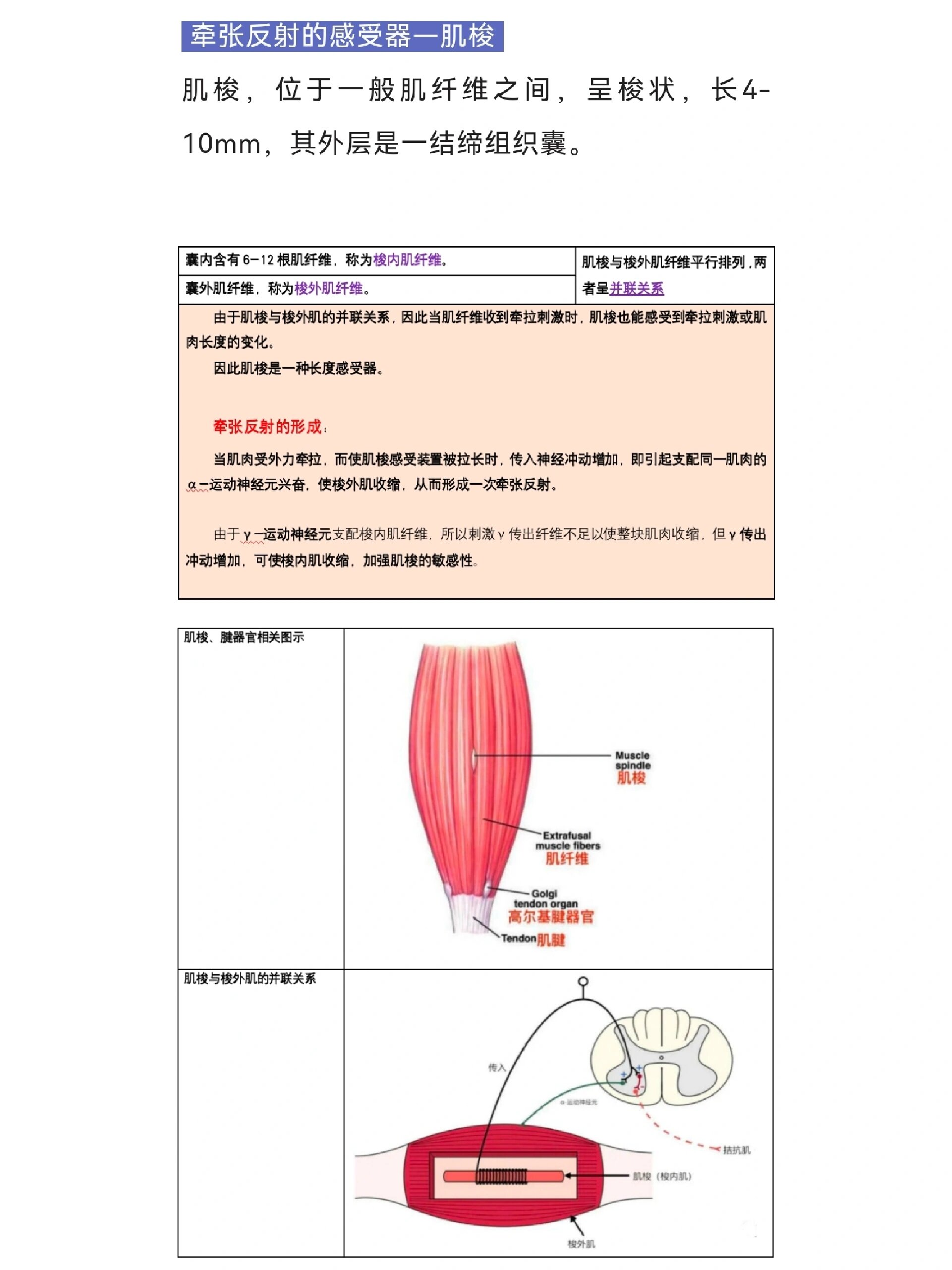 牵张反射图片