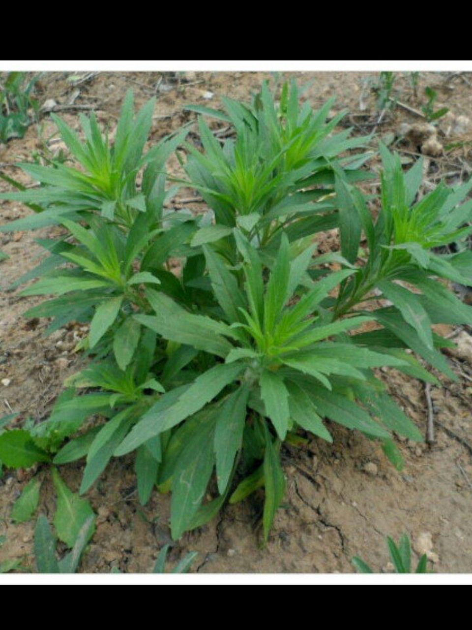 挖野菜～小蓬草 这田地里随处可见的小蓬草,学名