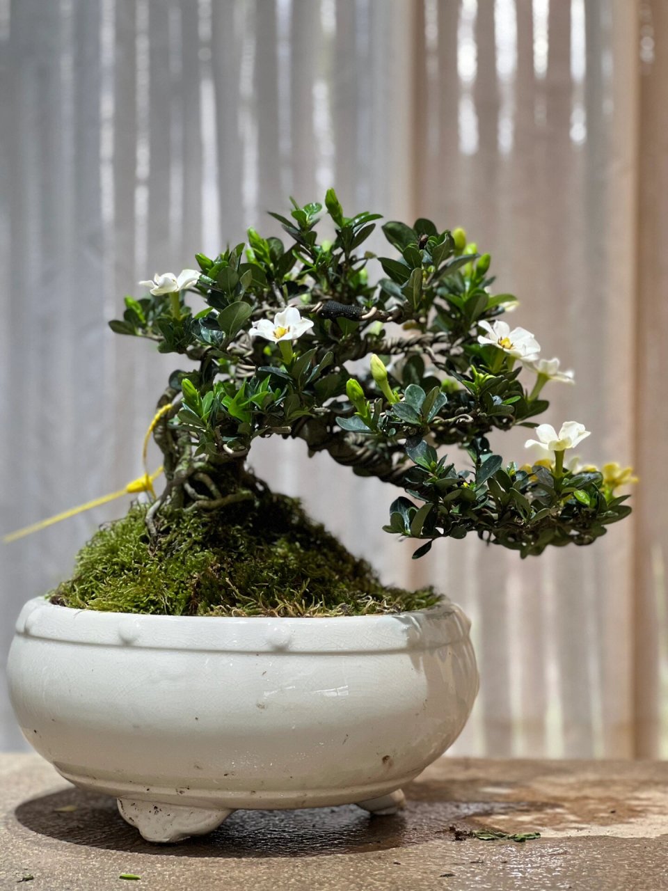 达摩栀子 这满冠花苞开起来该多美78 达摩栀子花 提根老桩00 花期