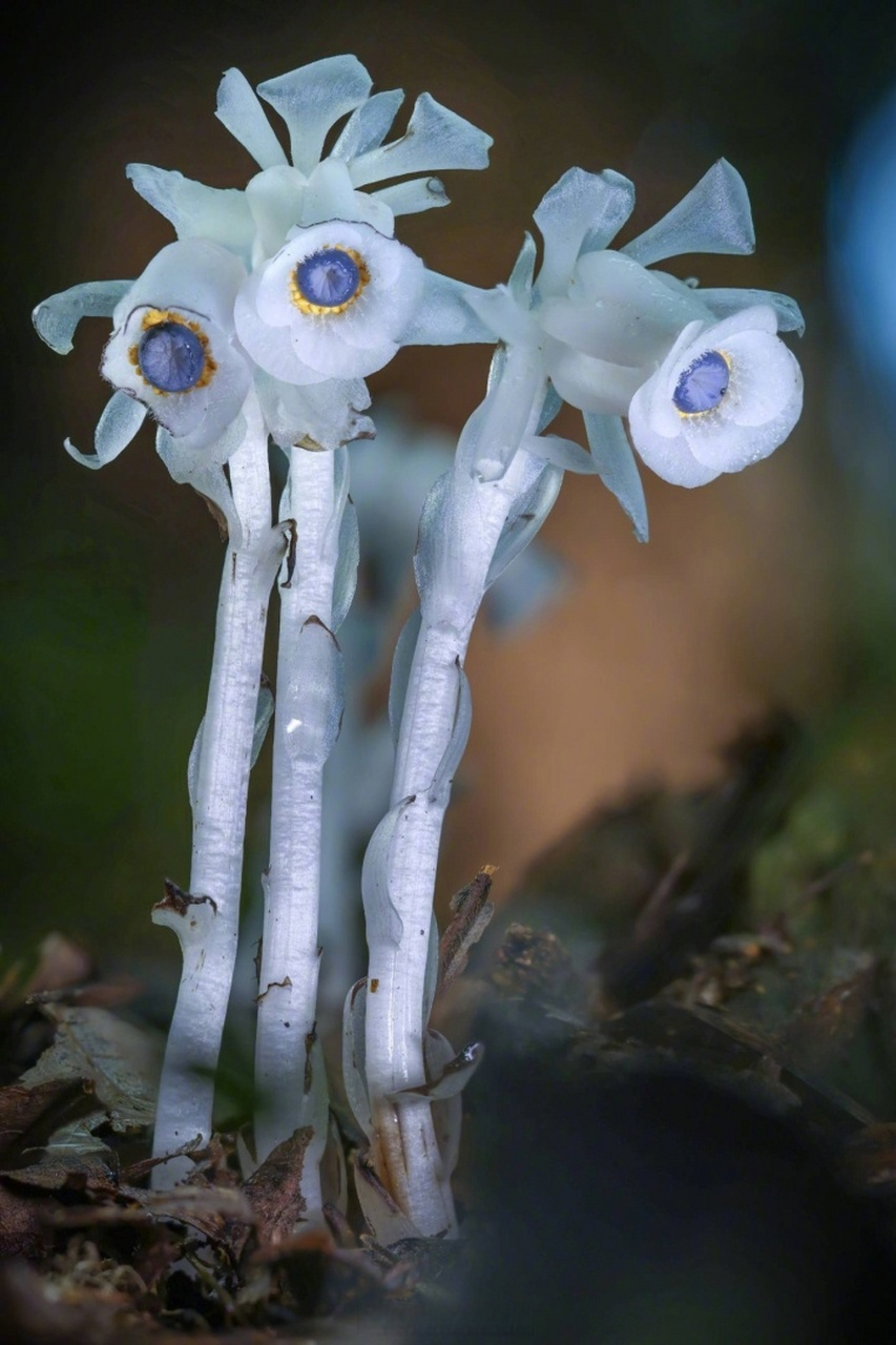 浙江一地惊现幽灵之花】近日,浙江宁海,多名摄影爱好者在登山途中