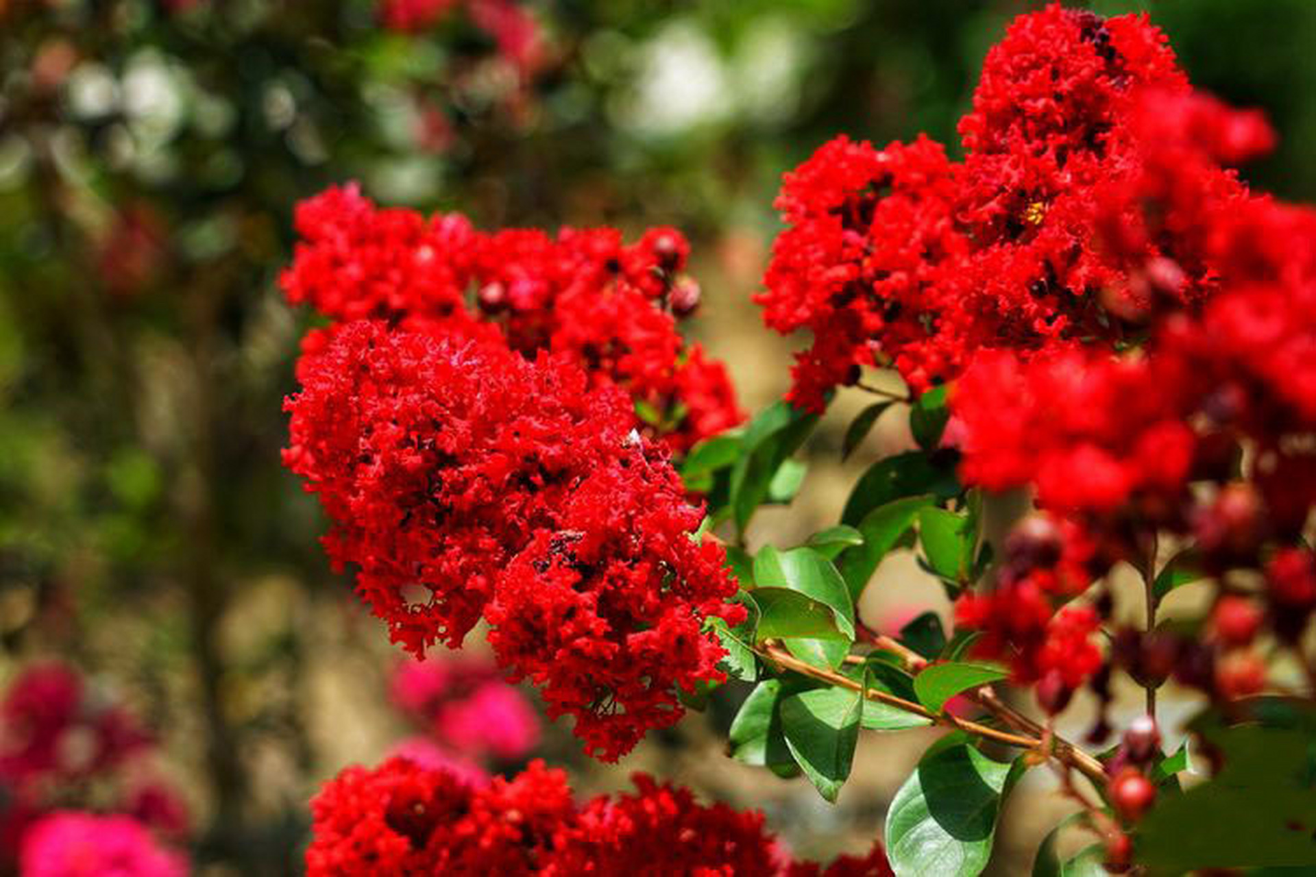 真正的花开三季『美国红火箭紫薇&天鹅绒』 紫薇开花时正当夏秋少花