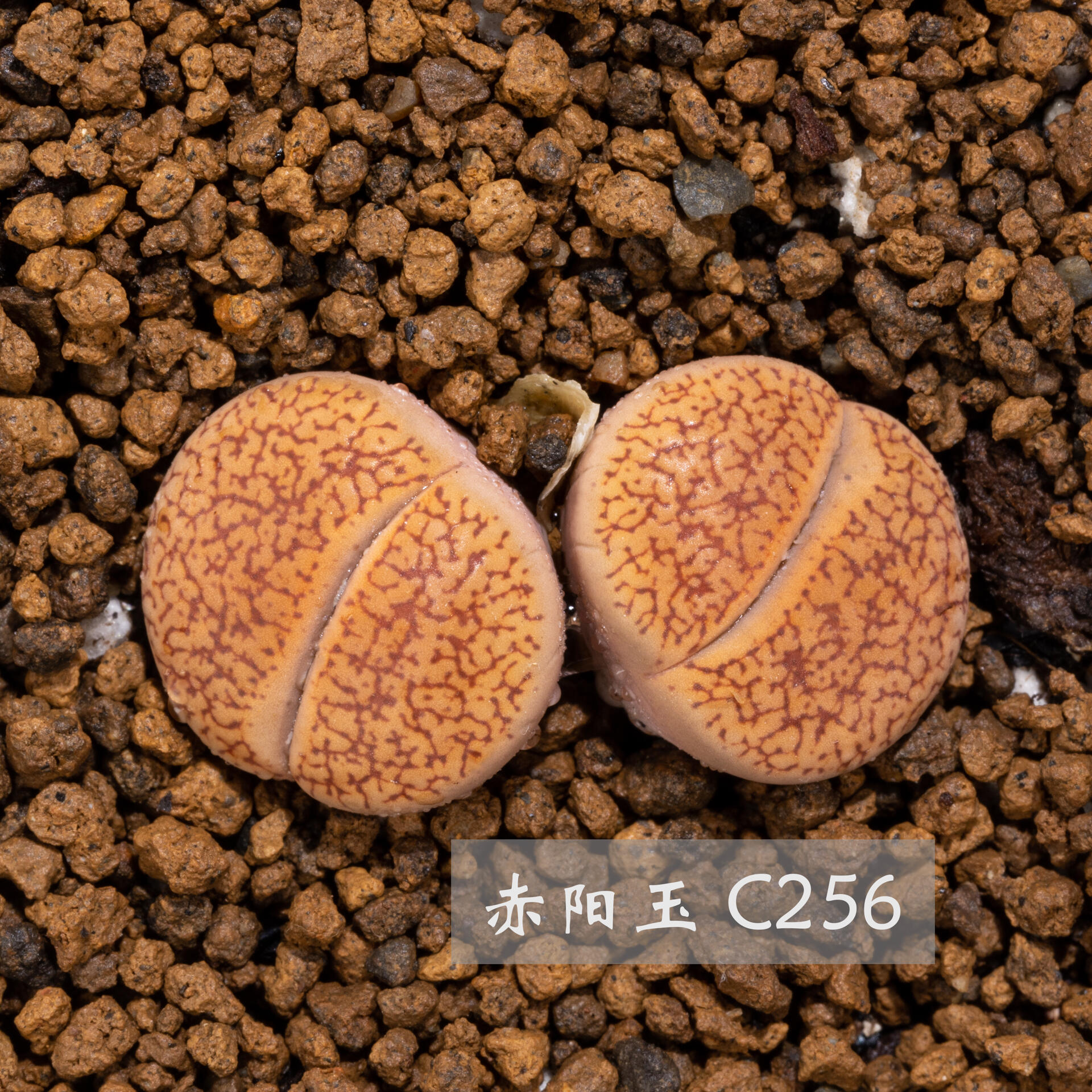 生石花中的小太阳——日轮玉 自古以来人们对太阳又敬畏又崇拜,向往