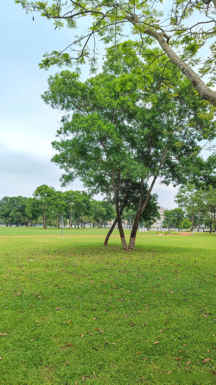 那必定是眼前这座深圳坪山中心公园,这里的夏天是不一样的美,基本上