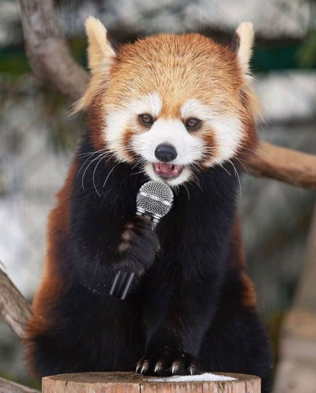 小熊猫还是很可爱的   感觉每张图片都能配一些搞笑文字例如第一张:要