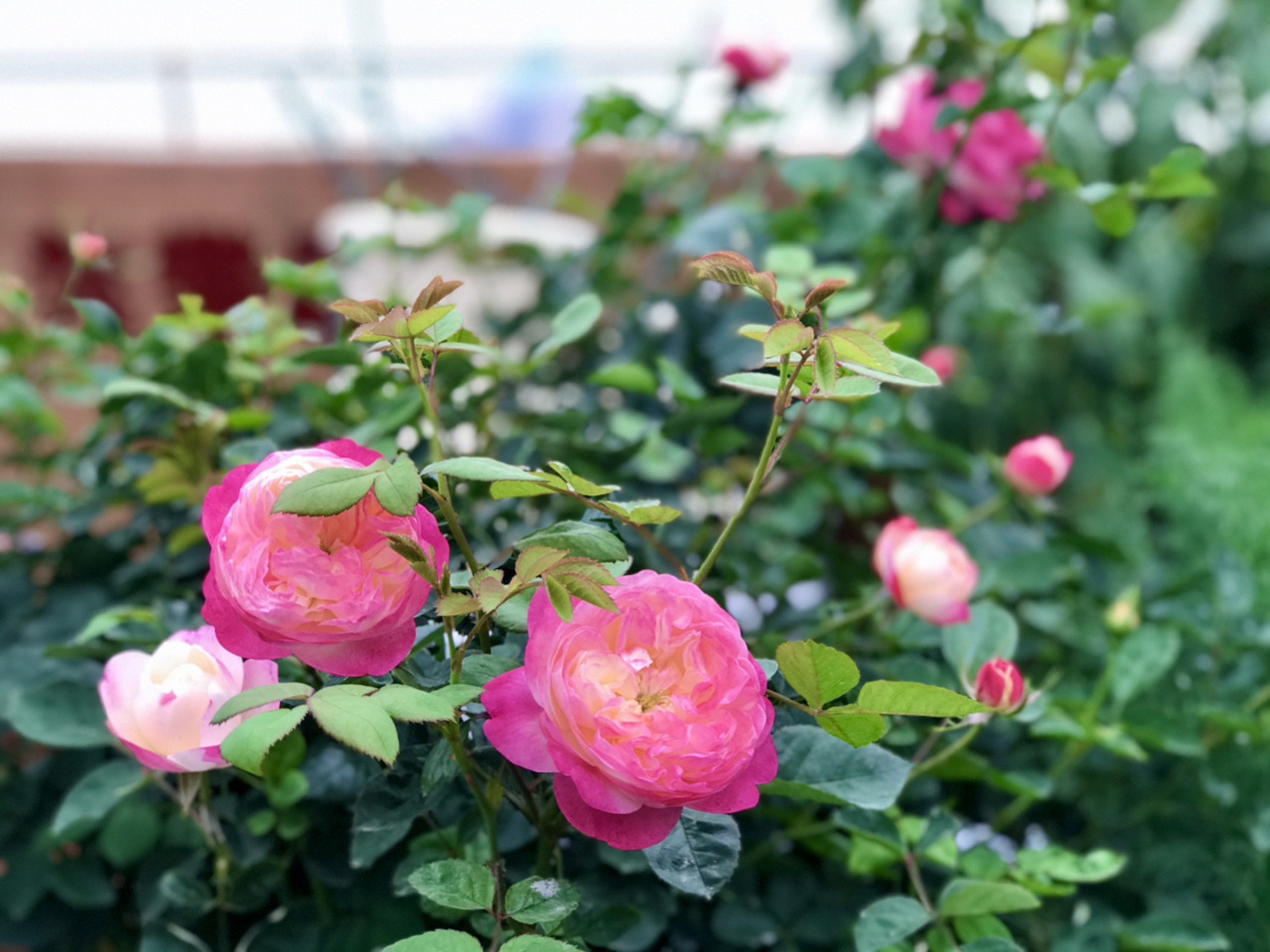 和室月季/会变色/耐热/复花快/缺点爱白粉 和室月季由红黄白三种颜色