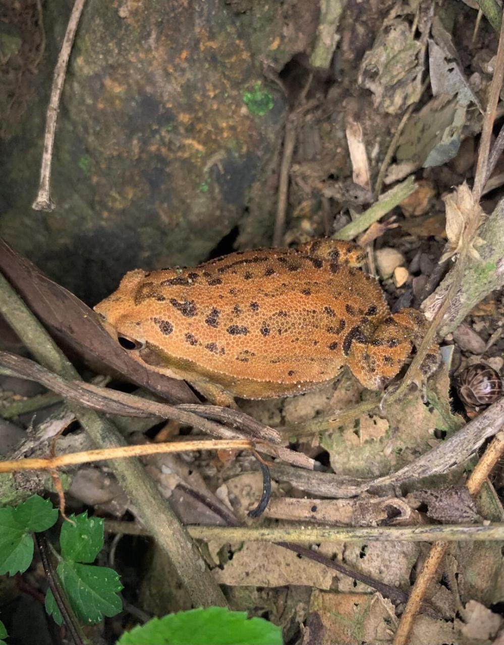 花细狭口蛙～不太常见,胖胖的很可爱[害羞]#呆萌可爱# #大自然# #蛙