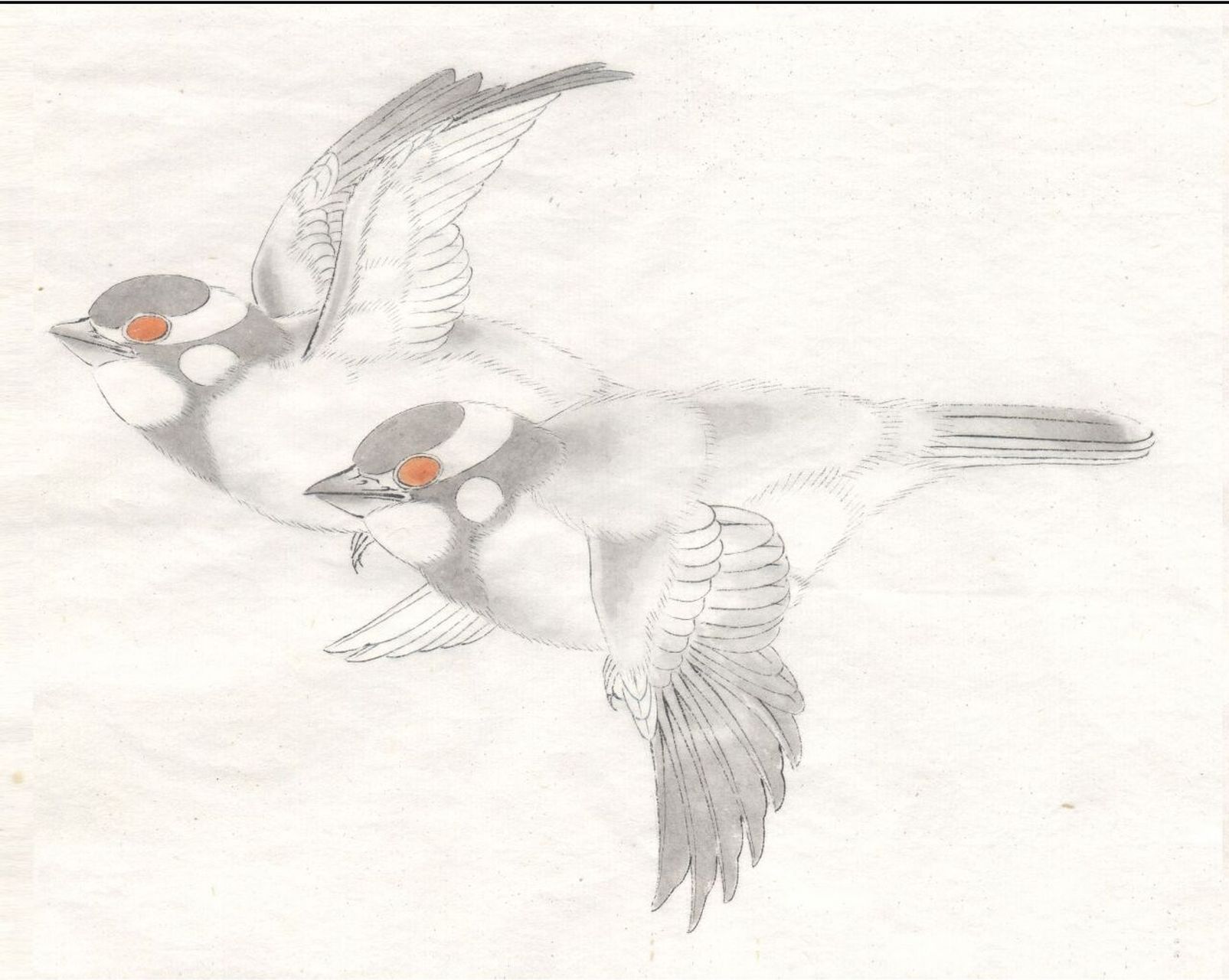 工笔画步骤分享(鸟类设色步骤——白头翁) 概述:白头翁又名白头鹎