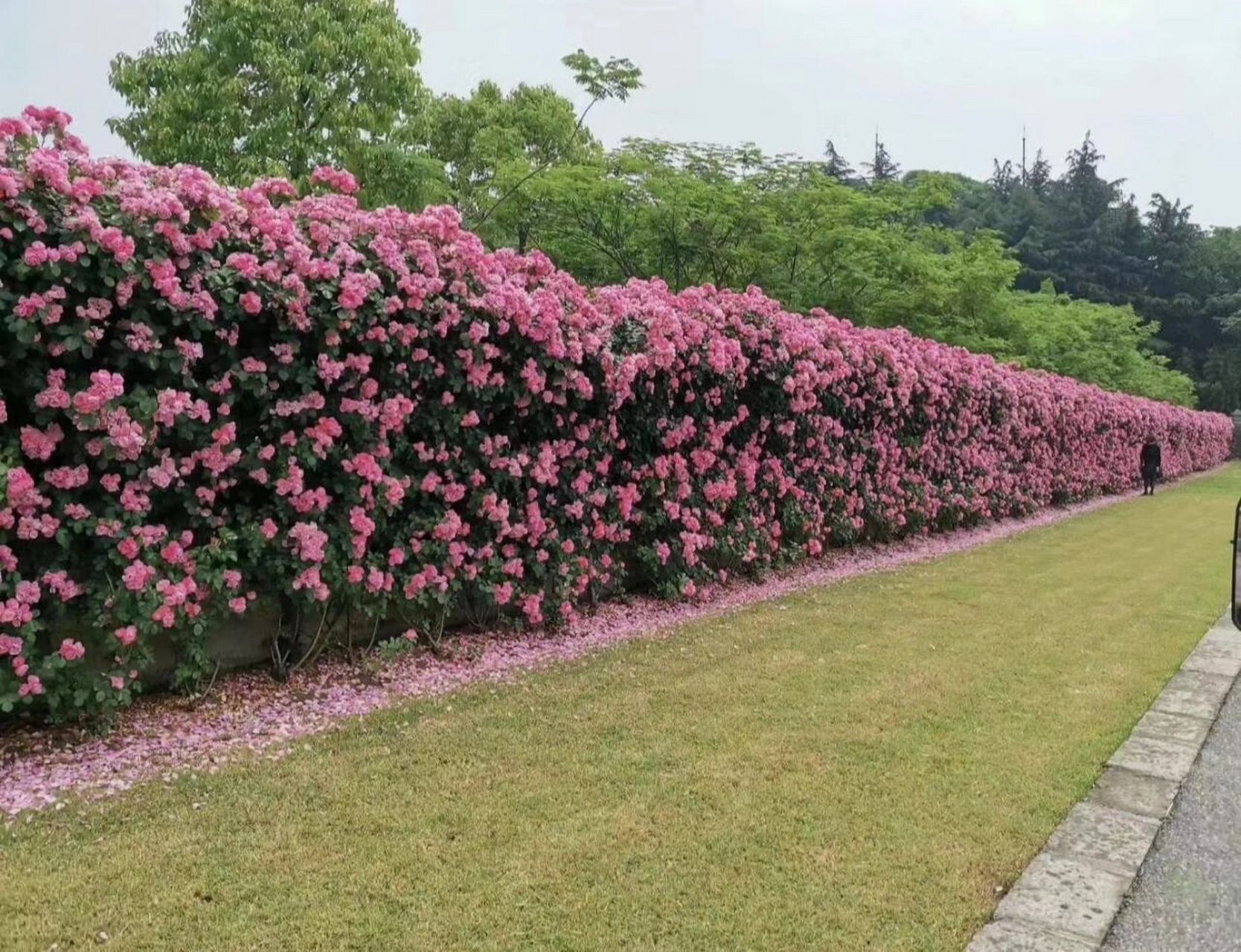 安吉拉,是一种开簇状花的藤本月季.