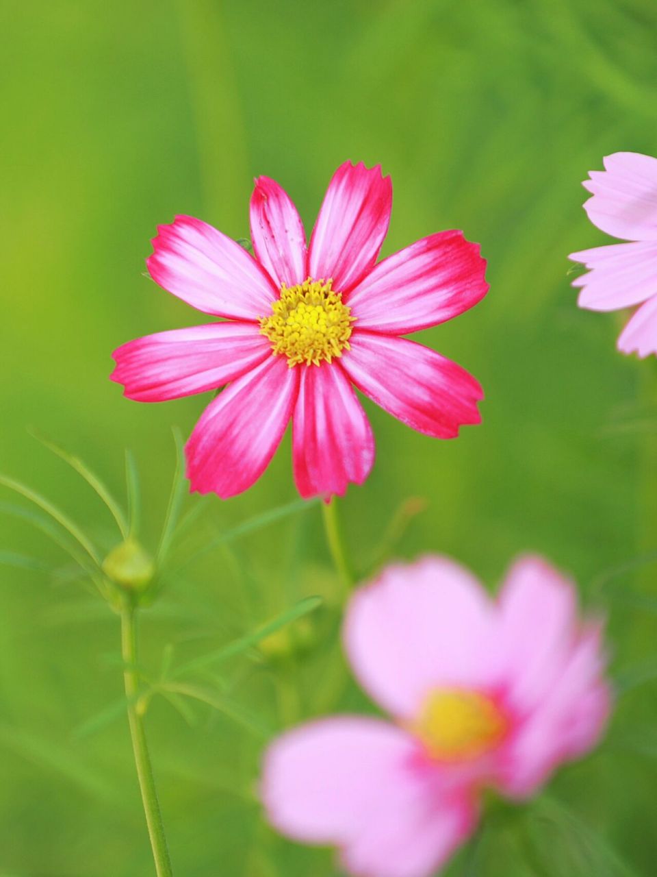 波斯菊|祝每个小伙伴像花儿一样绚丽多彩