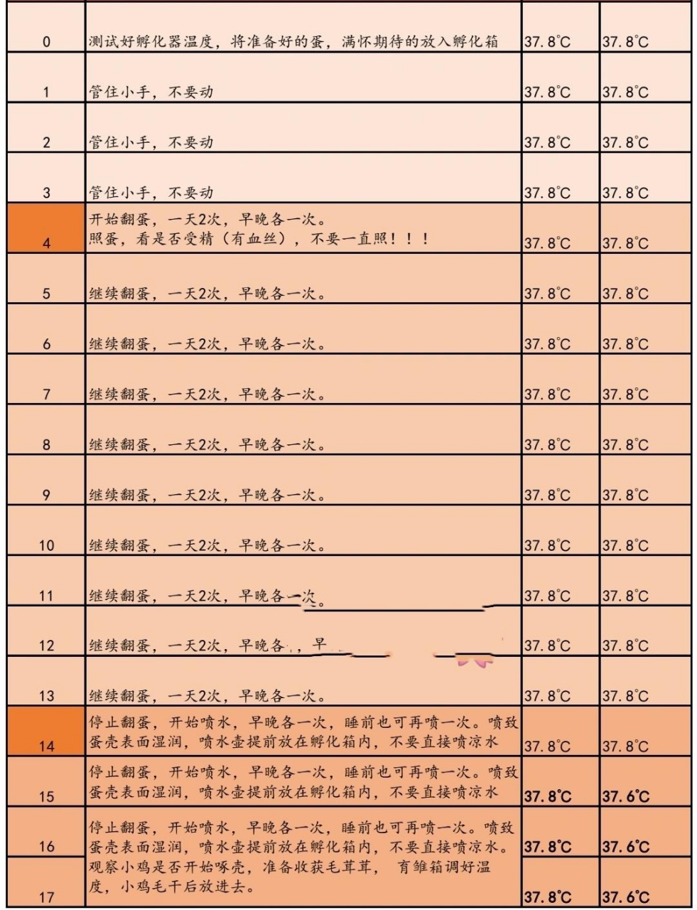 小鸡孵化过程记录表图片