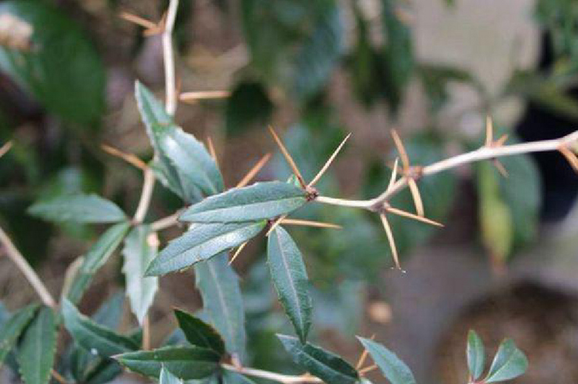 钢针刺,刺黄莲 三颗针 别名 钢针刺,刺黄莲 性味归经 苦,寒;归肝,胃