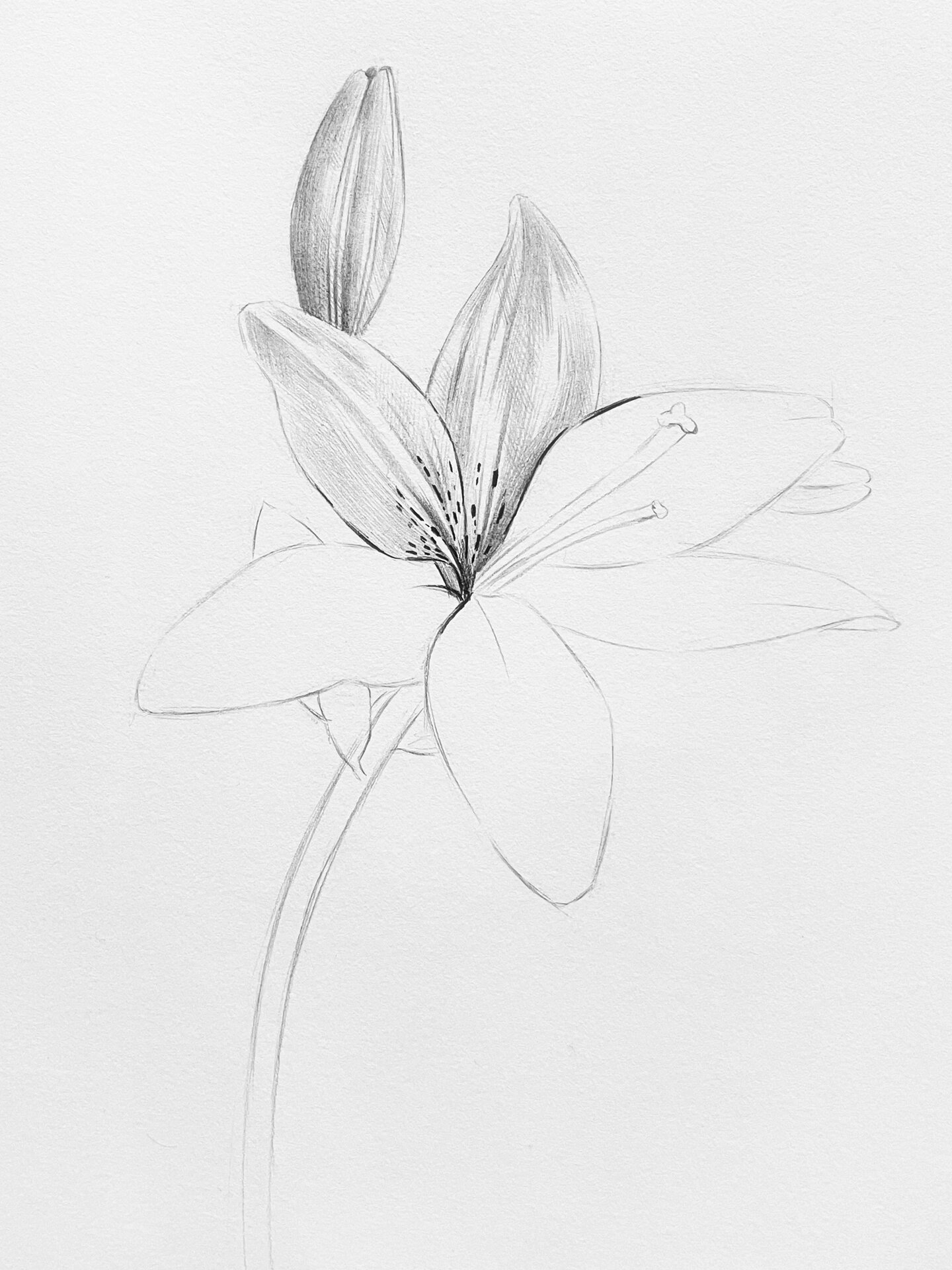 素描百合花步骤教程【适合新手