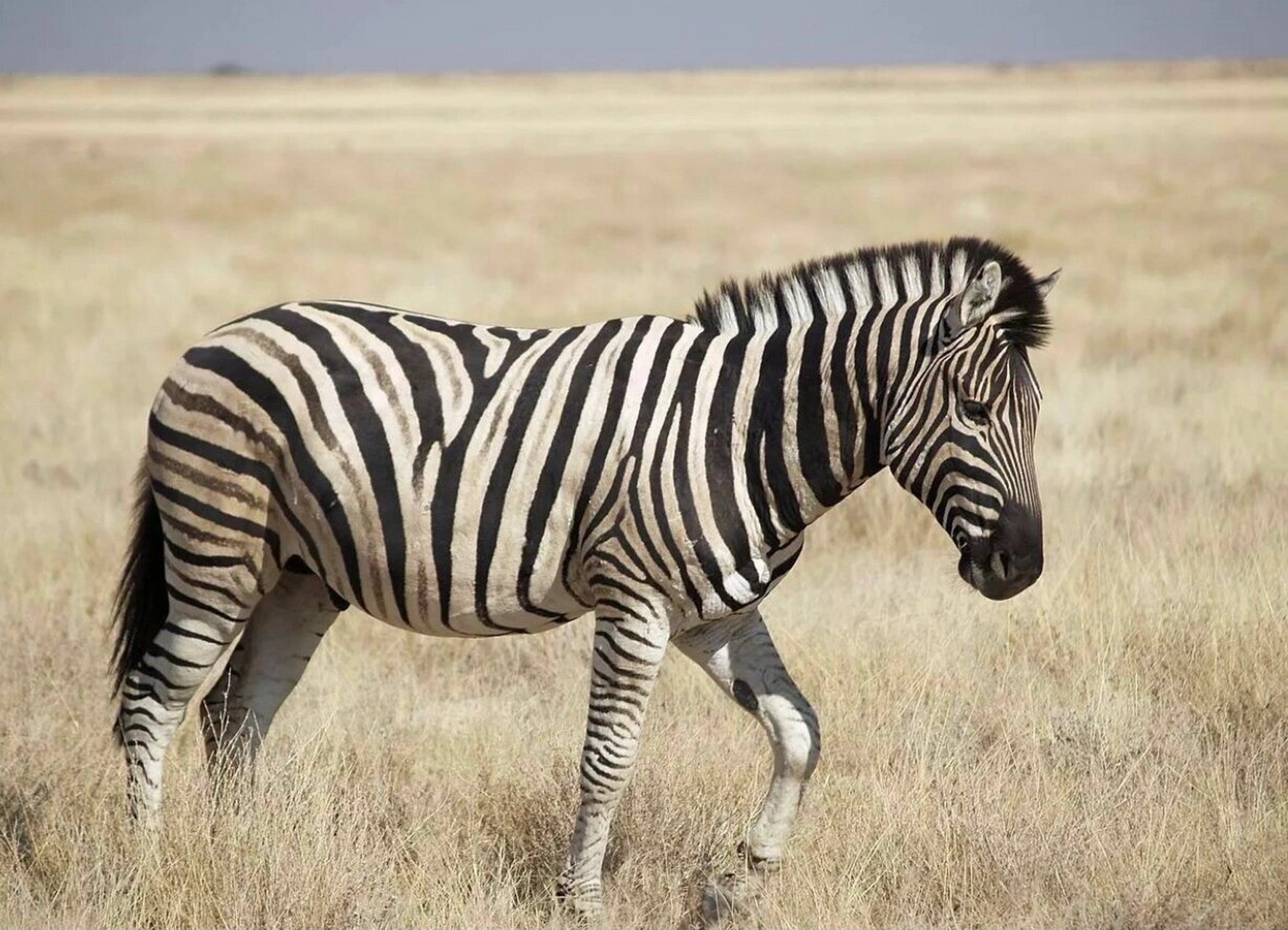 动物 平原斑马 博茨瓦纳9798的代表动物 平原斑马,学名:equus