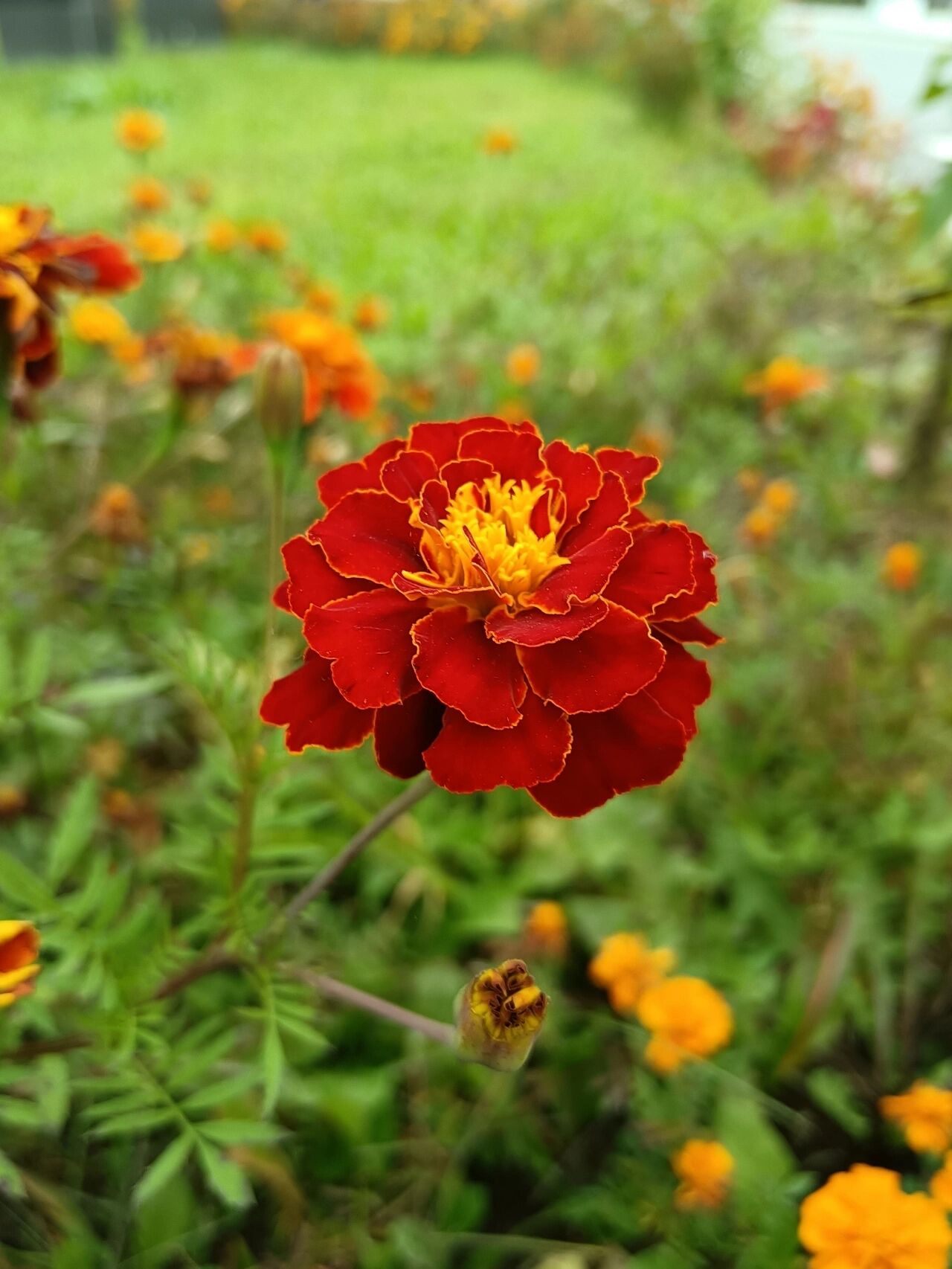 孔雀草 孔雀草是菊科万寿菊属一年生草本花卉,别名小万寿菊,红黄草,西