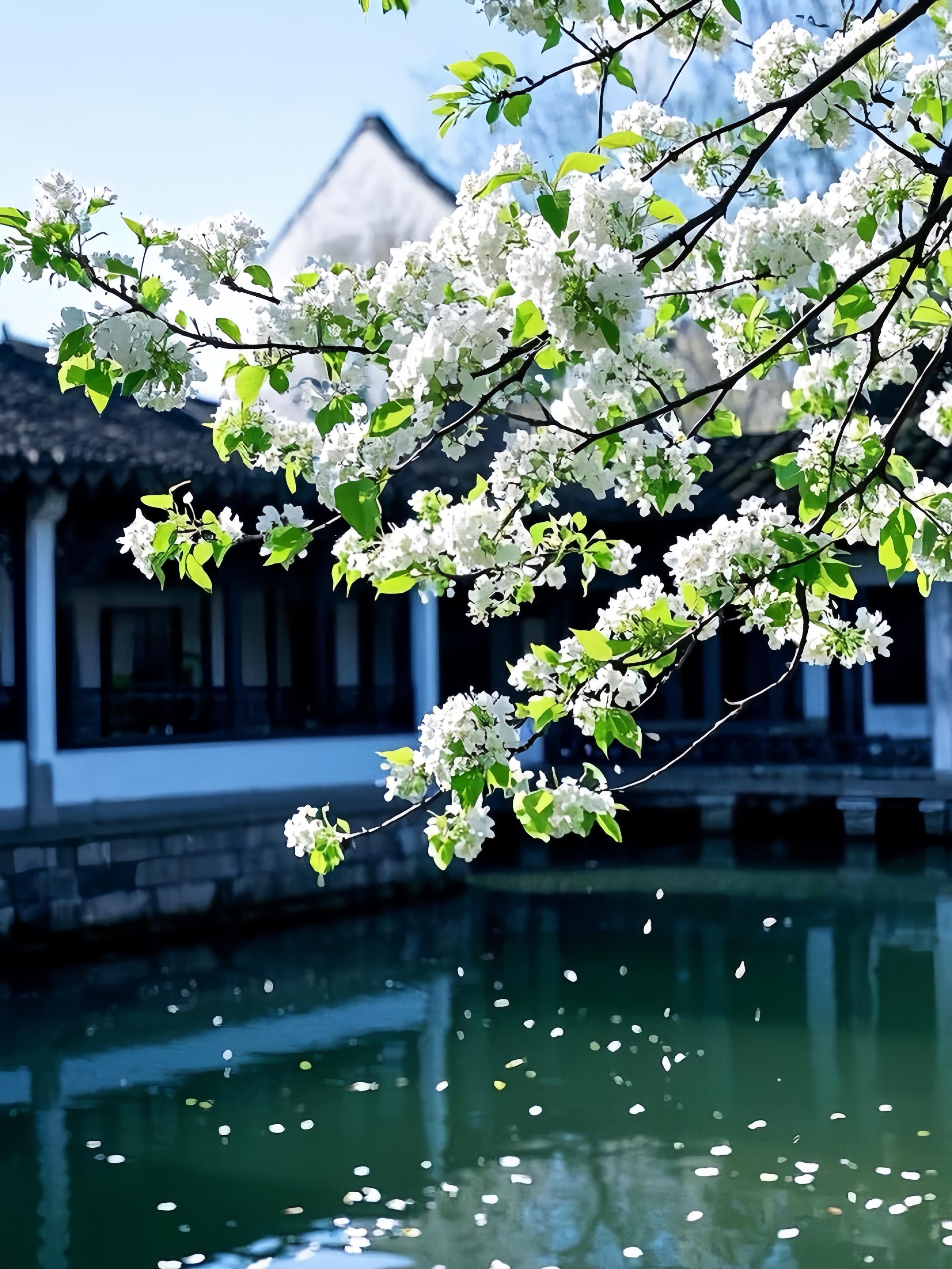 梨花淡白柳深青,柳絮飞时花满城 春天和花很配,一城梨花雨,温柔满枝头