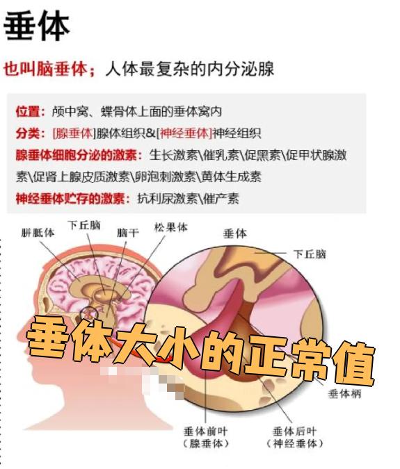 垂体长在丘脑下部的腹侧,是一个卵圆形的小器官