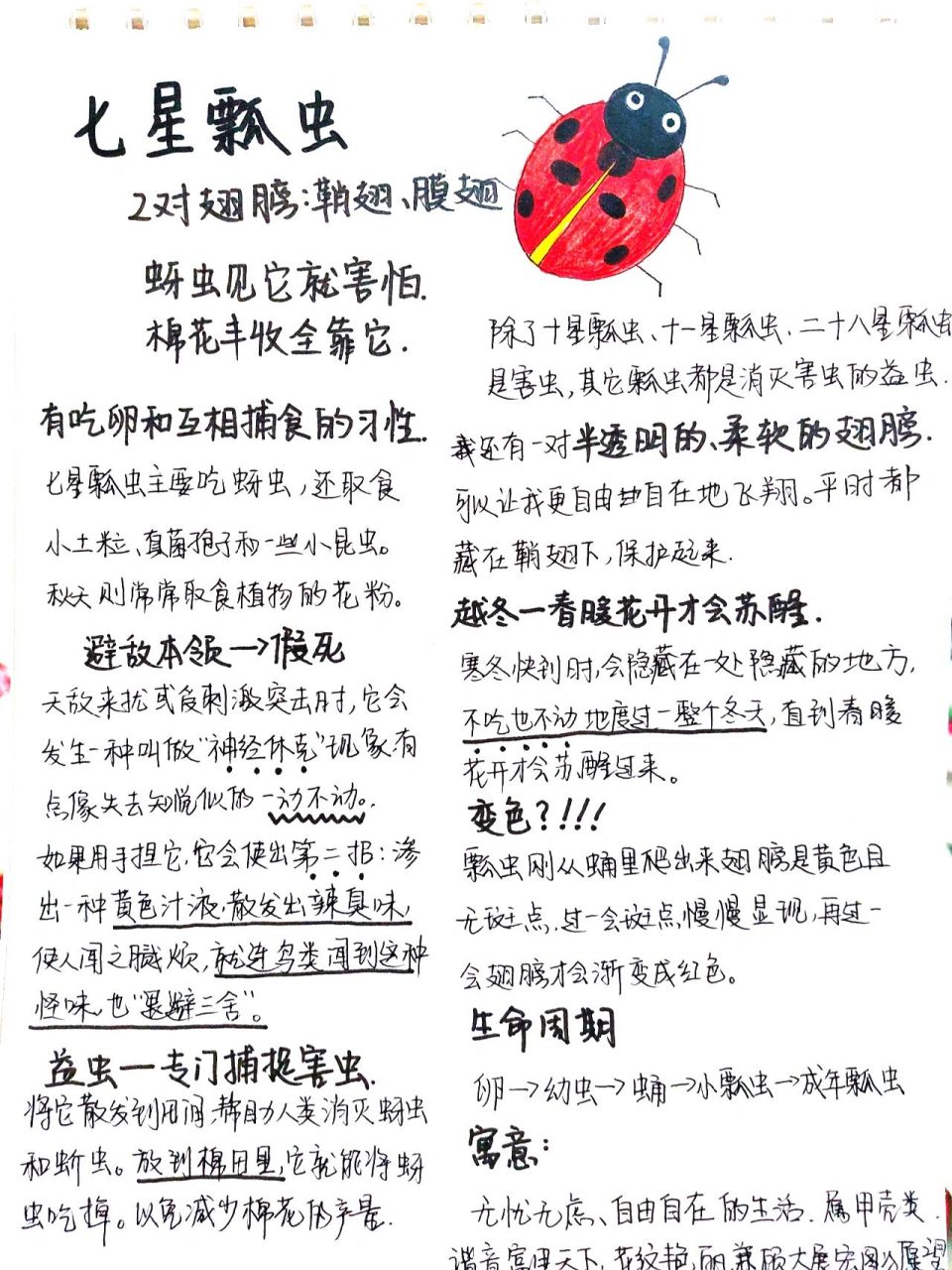 《七星瓢虫》 专门捕捉害虫的益虫 有两对翅膀 一对半透明的膜翅藏在