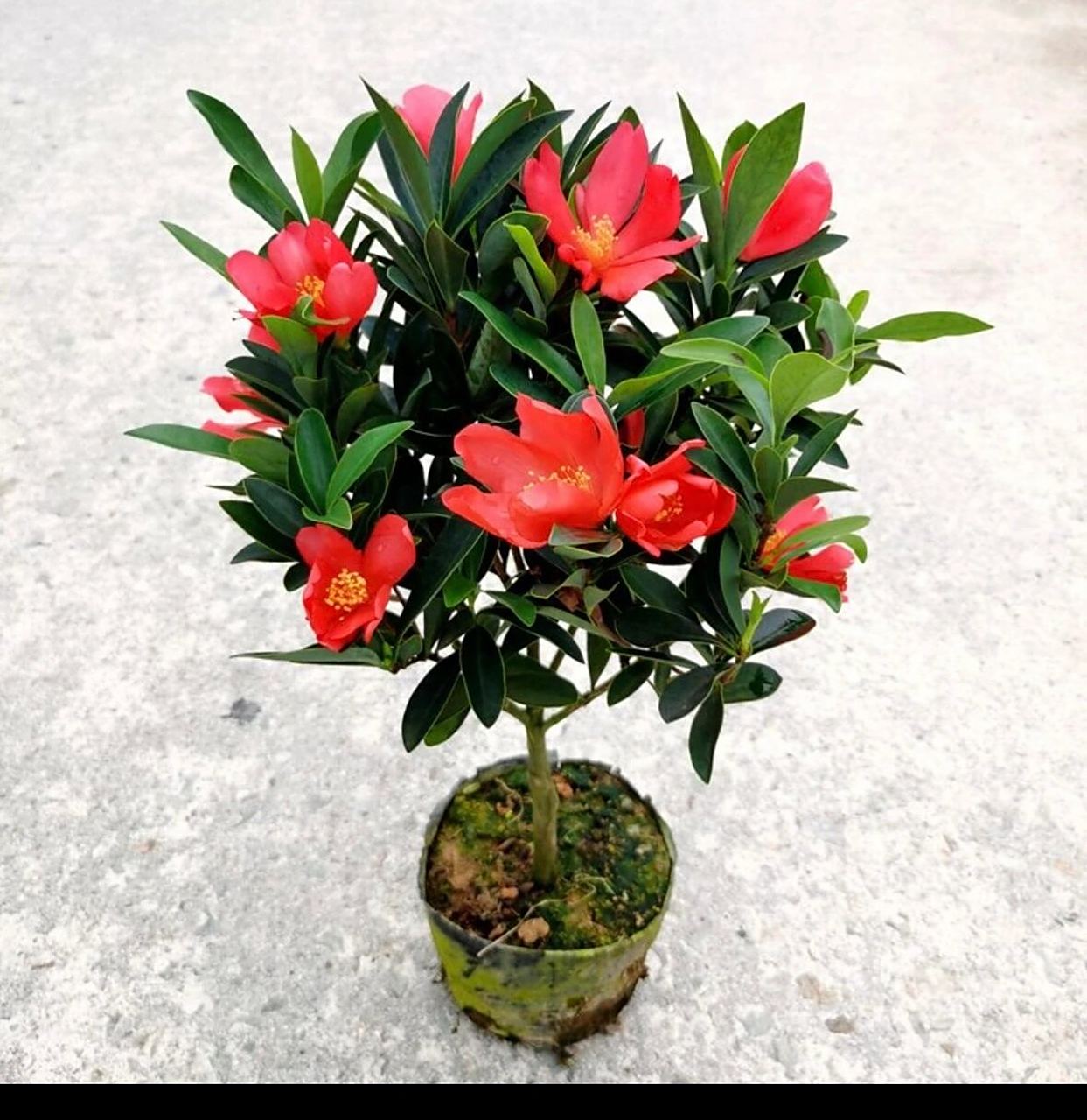 四季杜鹃红山茶 给大家推荐一款盆栽花卉:四季杜鹃红山茶带花苞浓香型