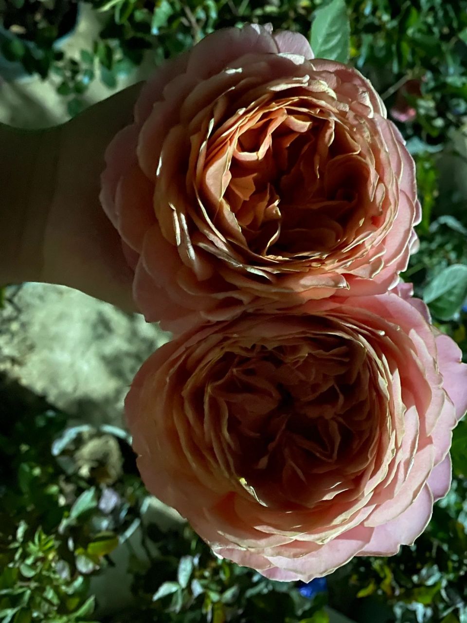 浪漫古董月季 天冷了颜色好好看,花瓣层数特别多,花朵有12公分,花大