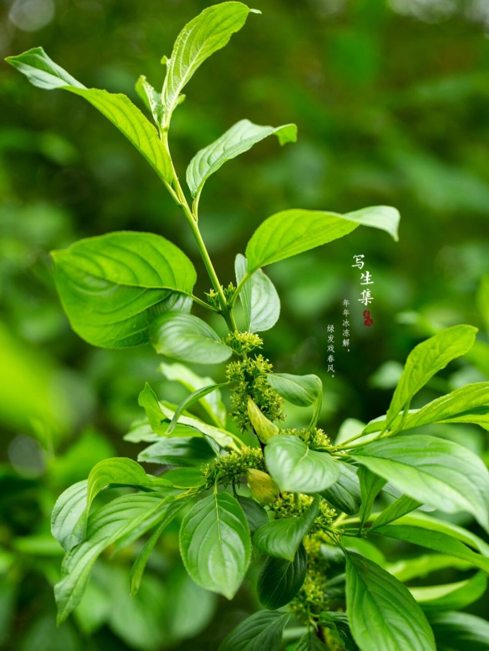 冻绿|中国绿|写生集 年年冰冻解, 绿发戏春风.